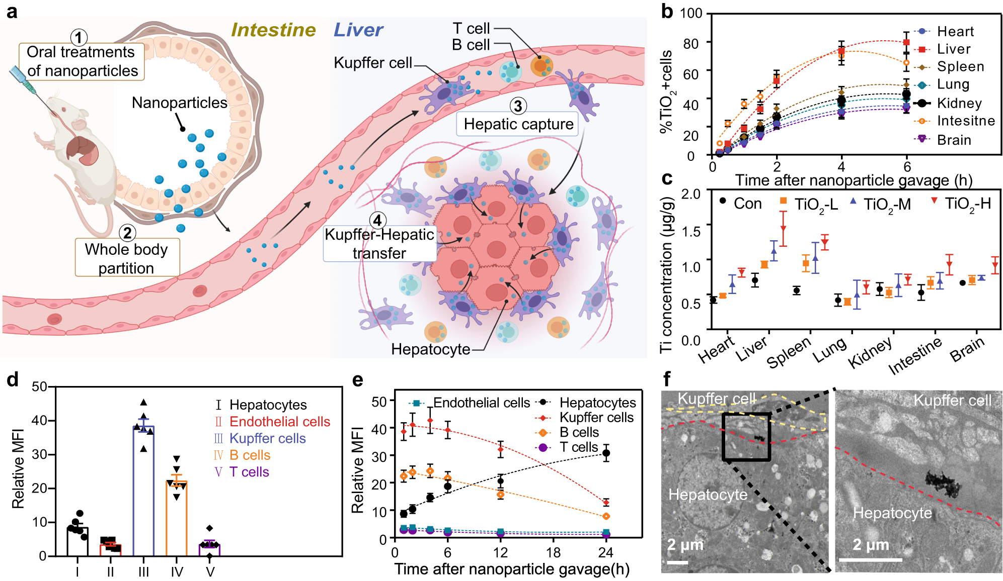 Fig. 1: In vivo transfer of orally administrated nanoparticles and their targeted liver accumulation.