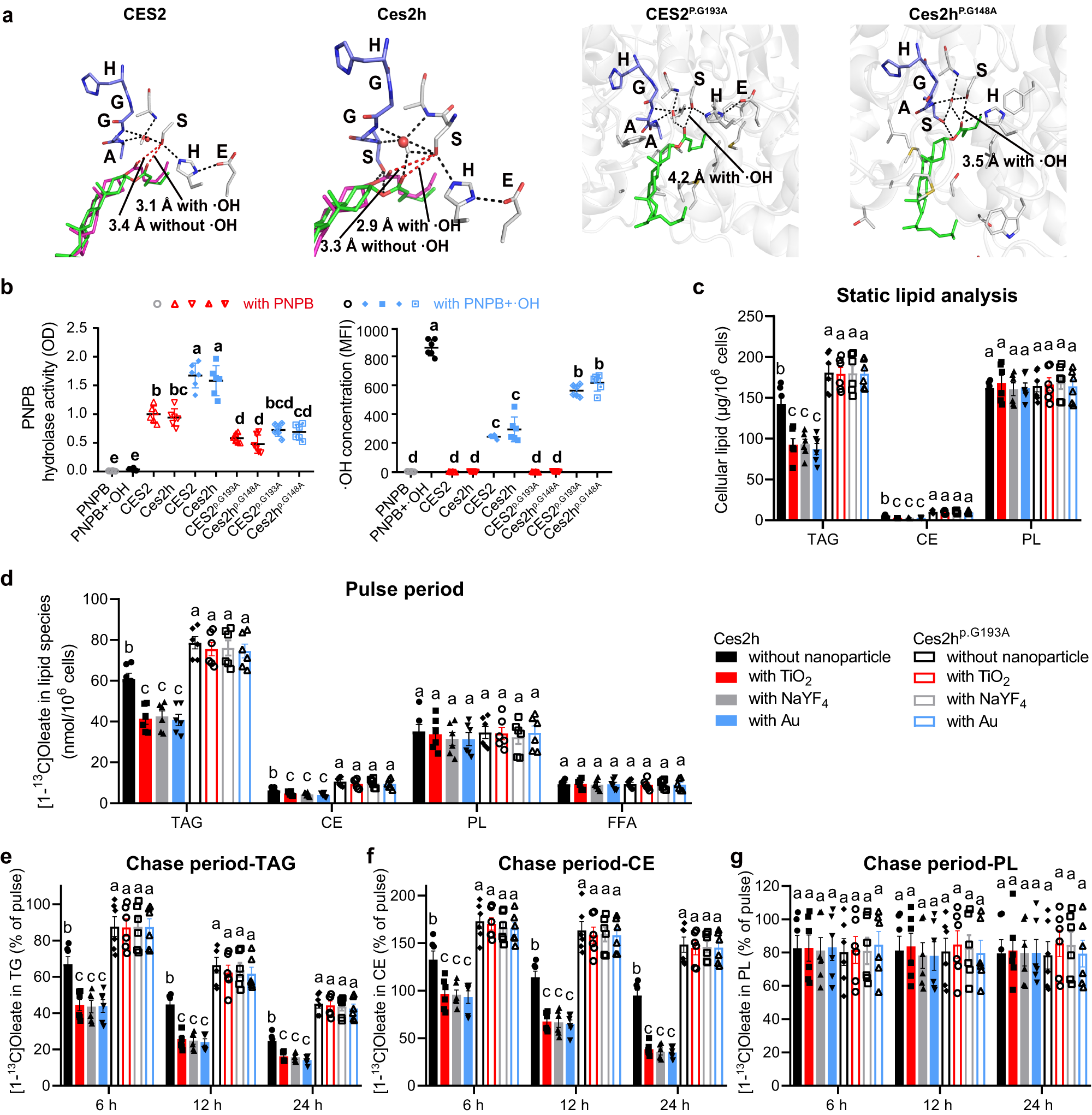 Fig. 3: Carboxylesterase 2 (CES2/Ces2) antioxidant response to ROS in the presence of nanoparticles.