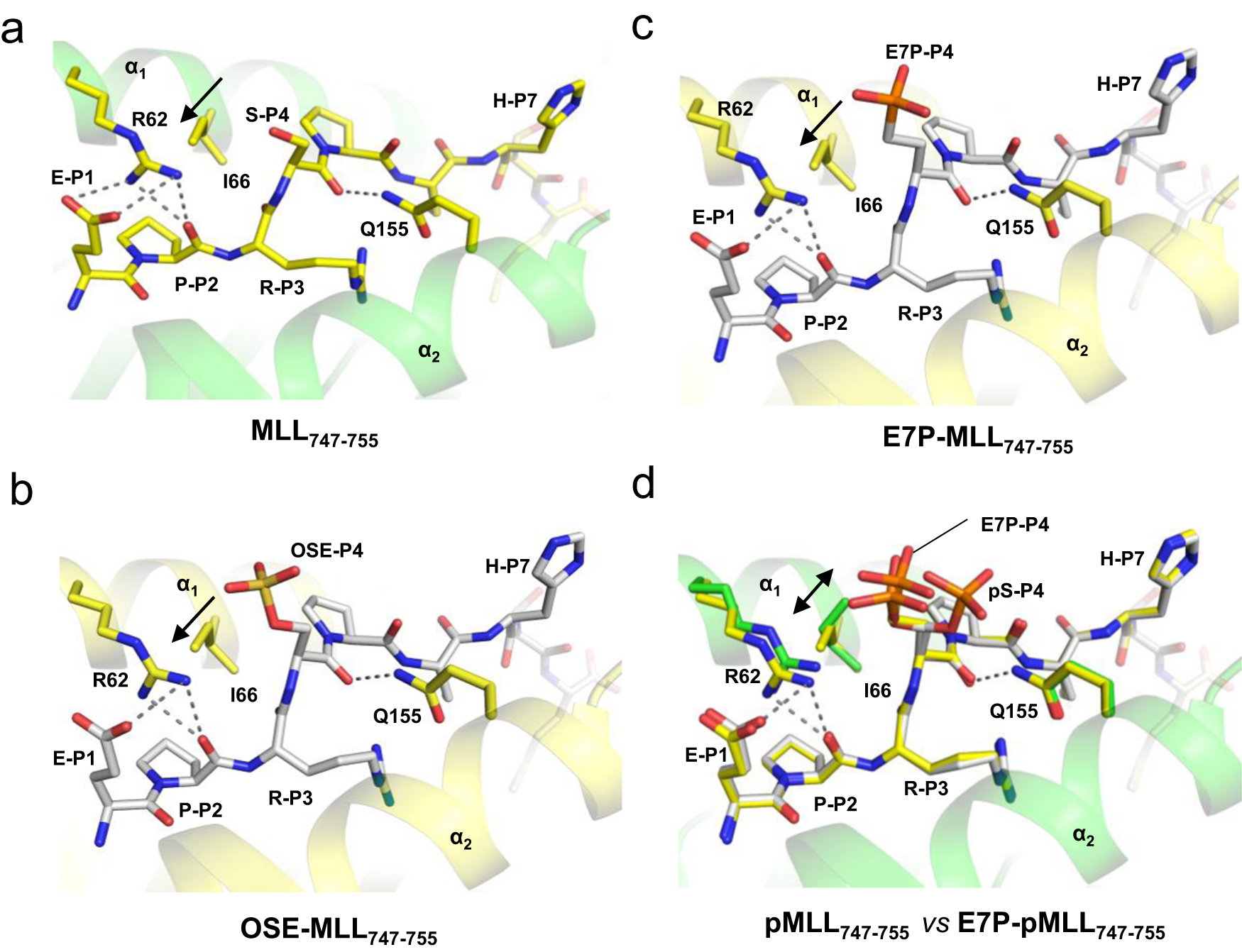 Fig. 3: The presence of phosphoserine at P4 causes unique local conformational changes at the peptide-MHC binding site.