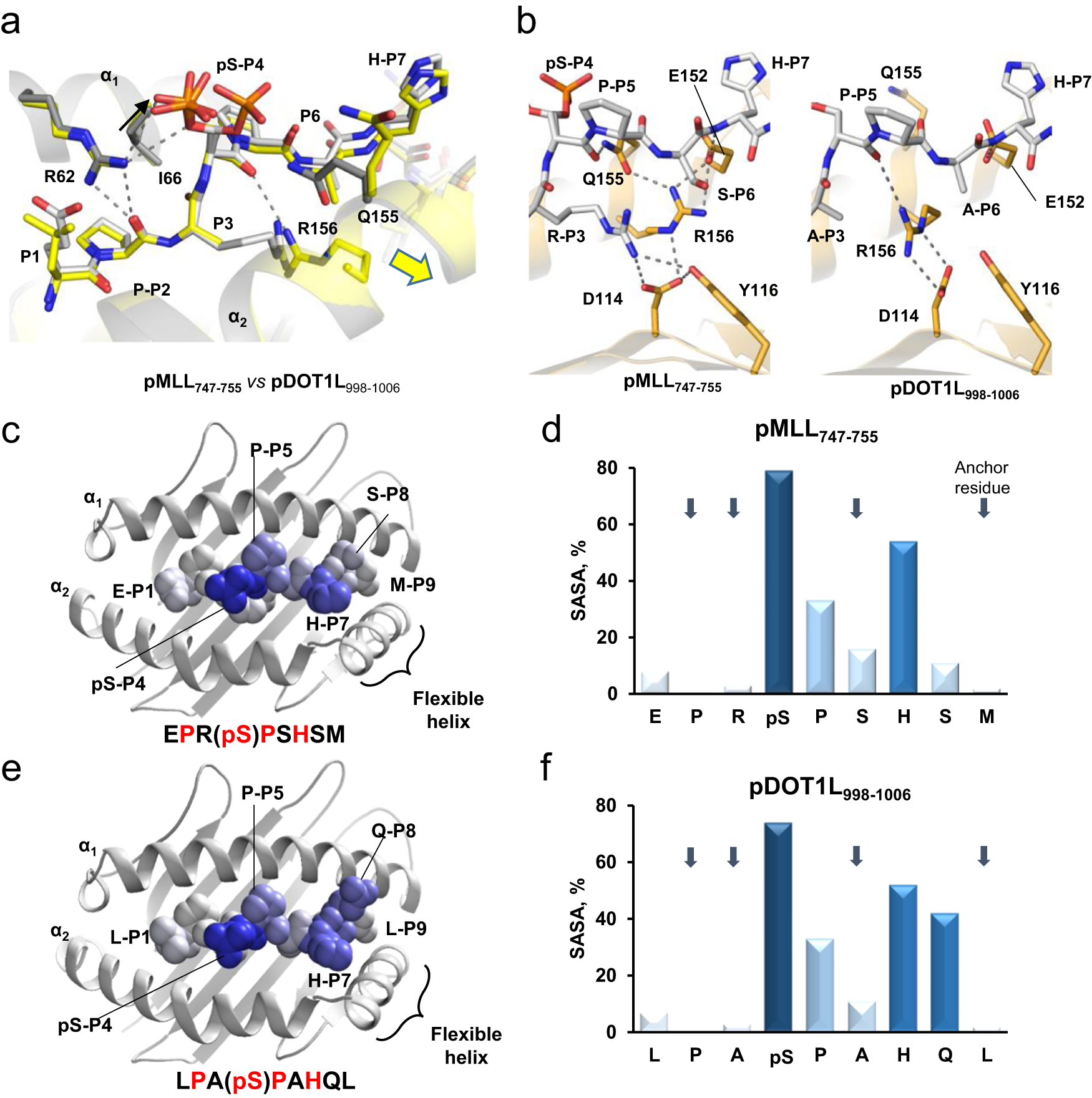 Fig. 4: Similarity between the pMHC structures with pMLL747–755 and pDOT1L998–1006 epitopes indicates the presence of a shared TCR recognition motif.