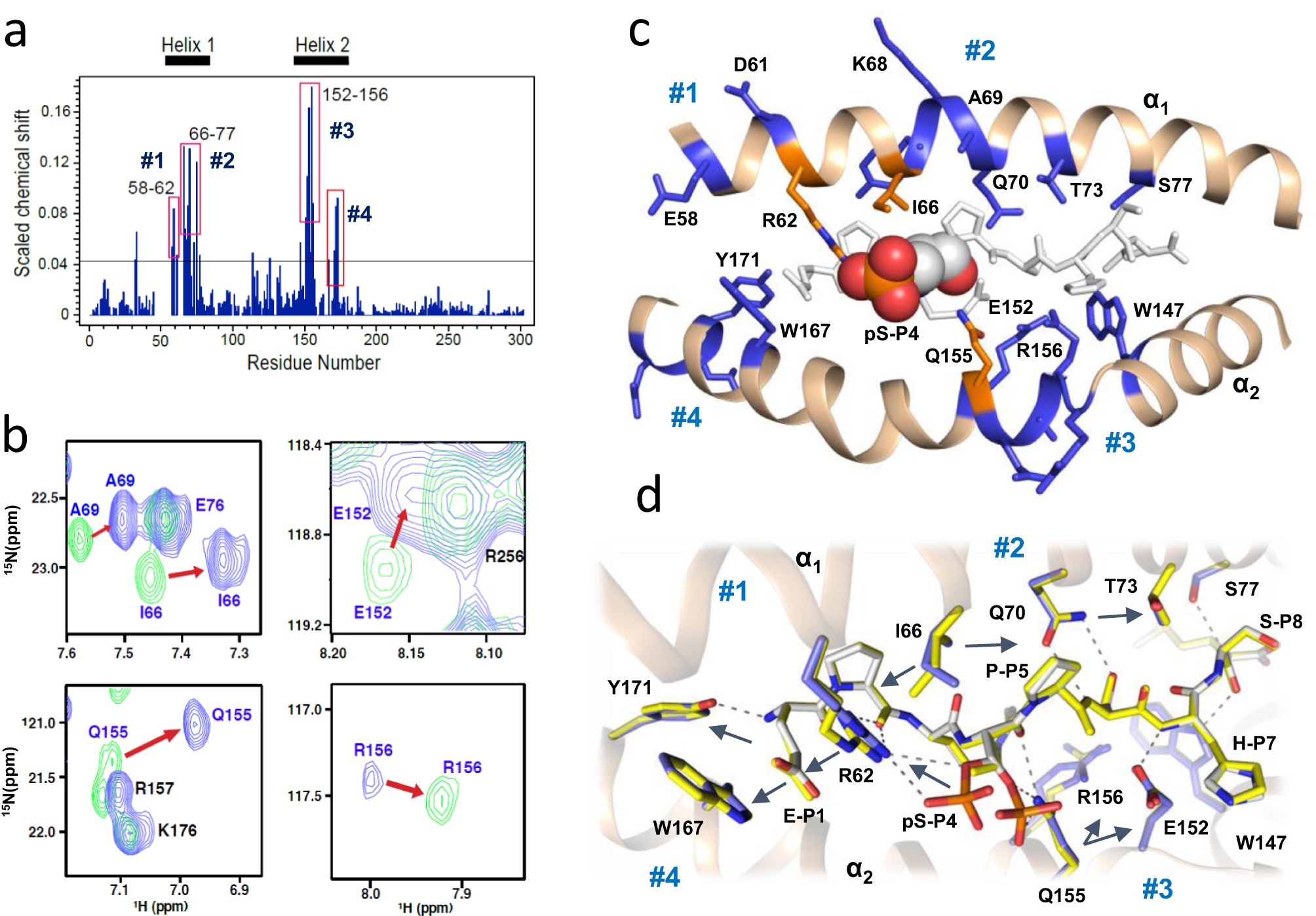 Fig. 6: NMR mapping of the HLA-epitope interface reveals consistency between the pMHC crystal structure and its conformation in solution.