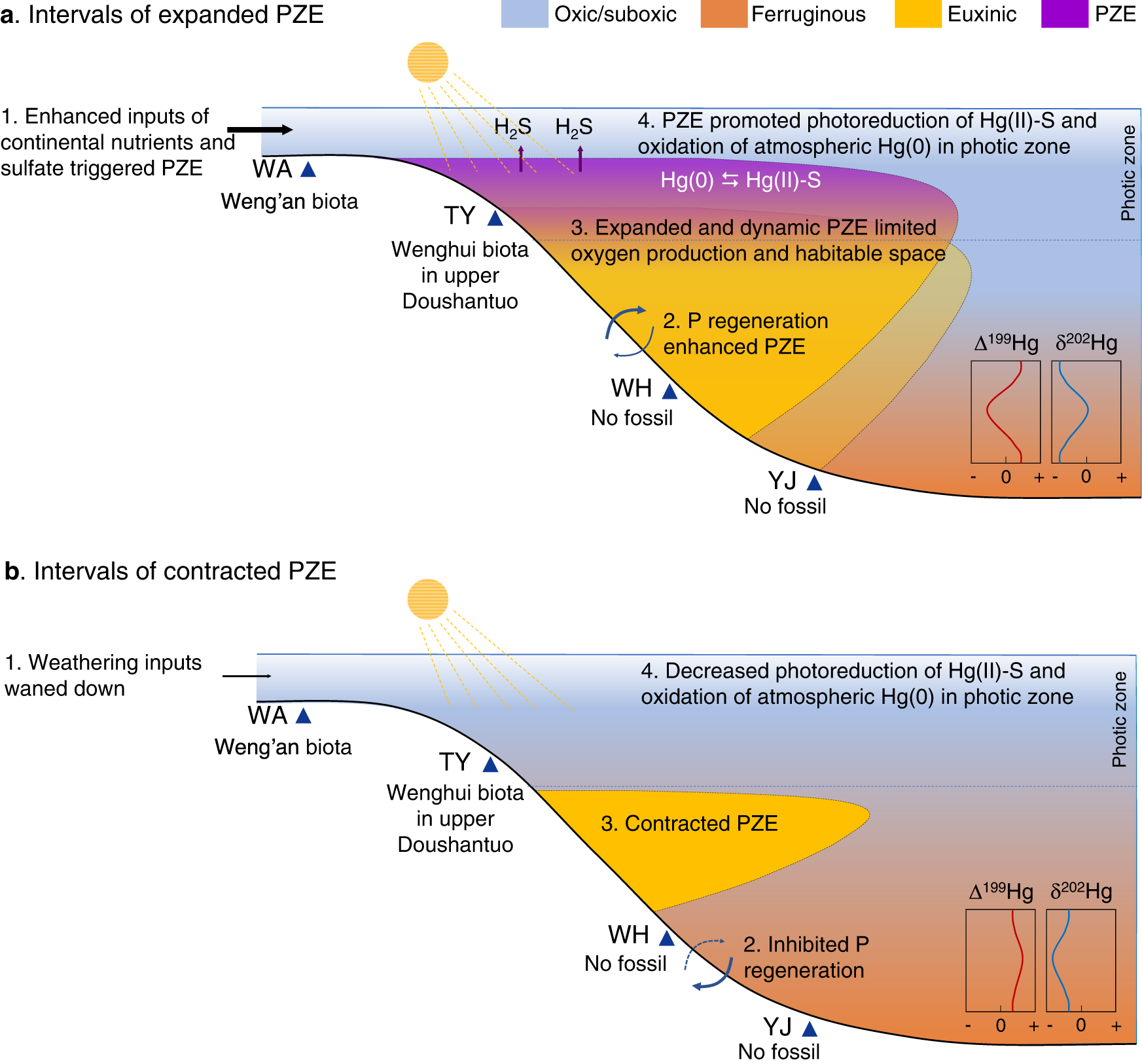 Fig. 6: Photic zone euxinia (PZE) in the Ediacaran ocean and its impact on ocean oxygenation and the Ediacara biota.