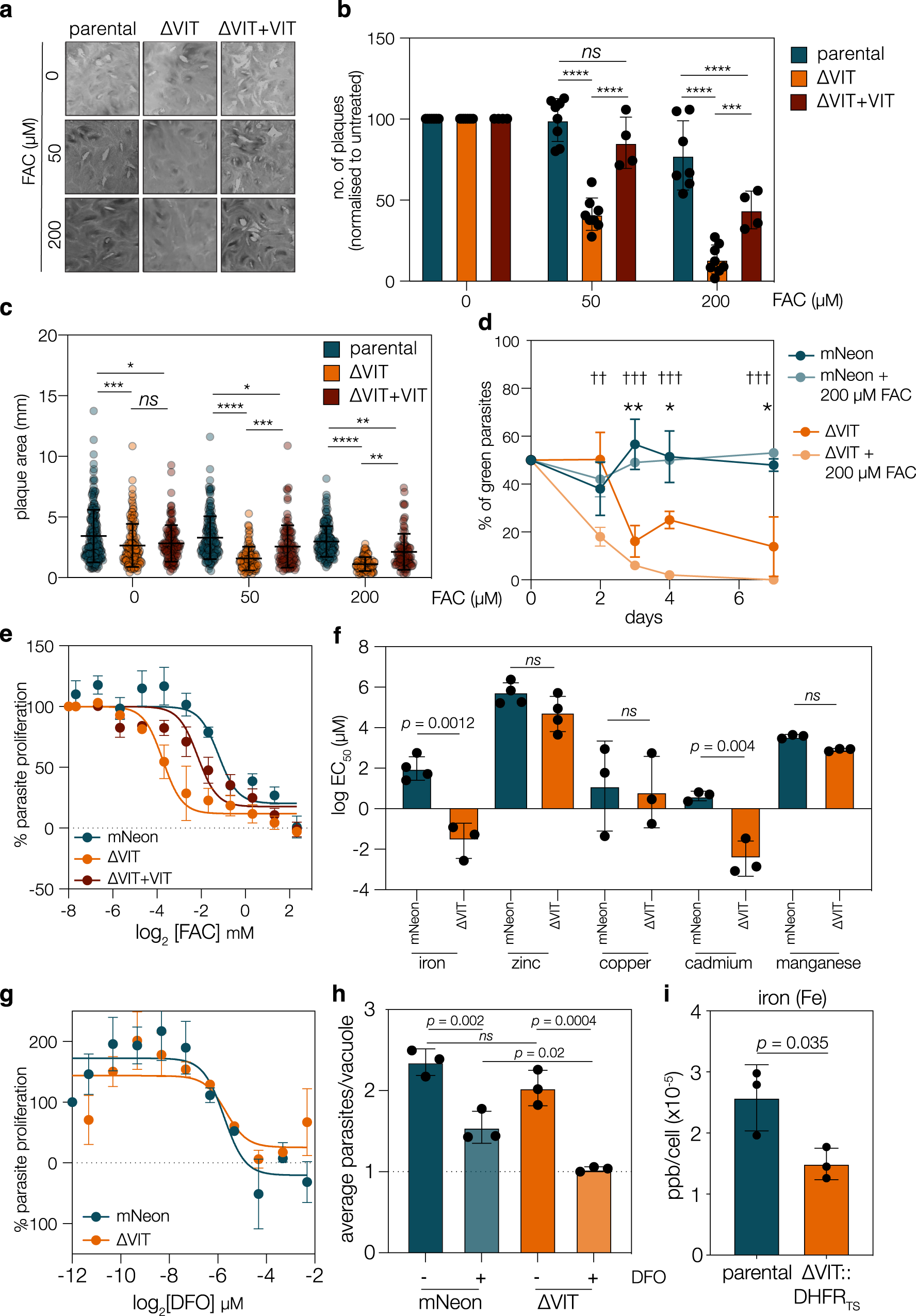 Fig. 2: ΔVIT parasites are more susceptible to iron overload.