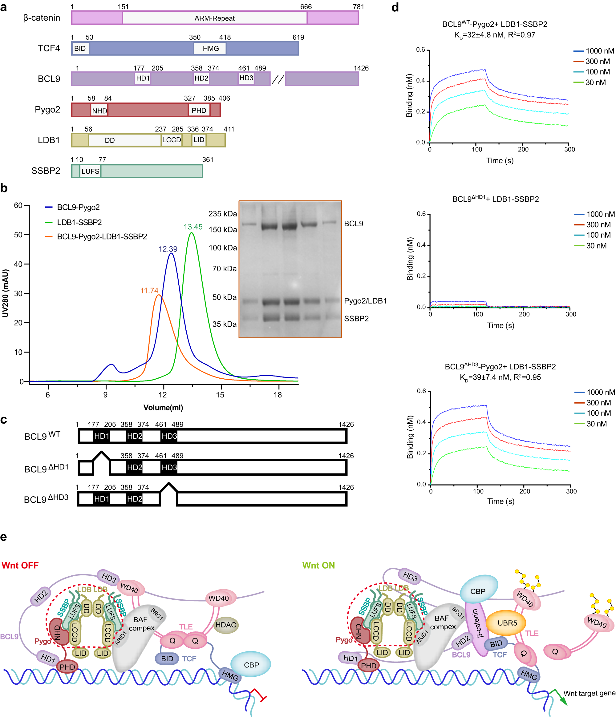 Fig. 1: BCL9, Pygo2, LDB1 and SSBP2 form a stable complex in vitro.