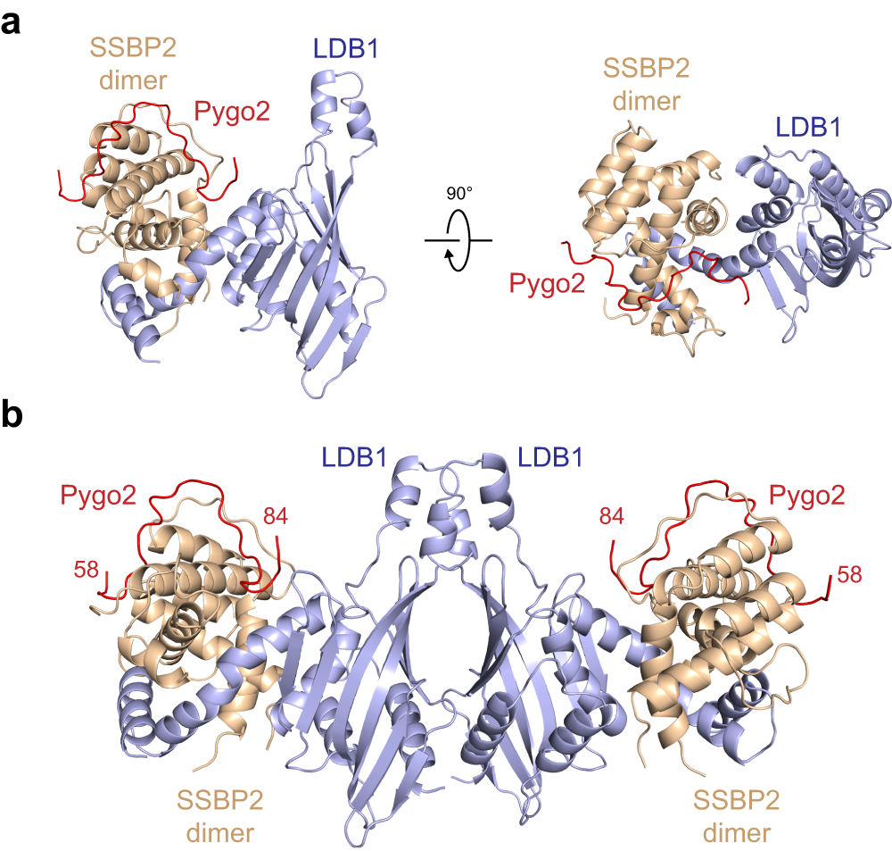 Fig. 3: Crystal structure of the Pygo2-LDB1-SSBP2 complex.