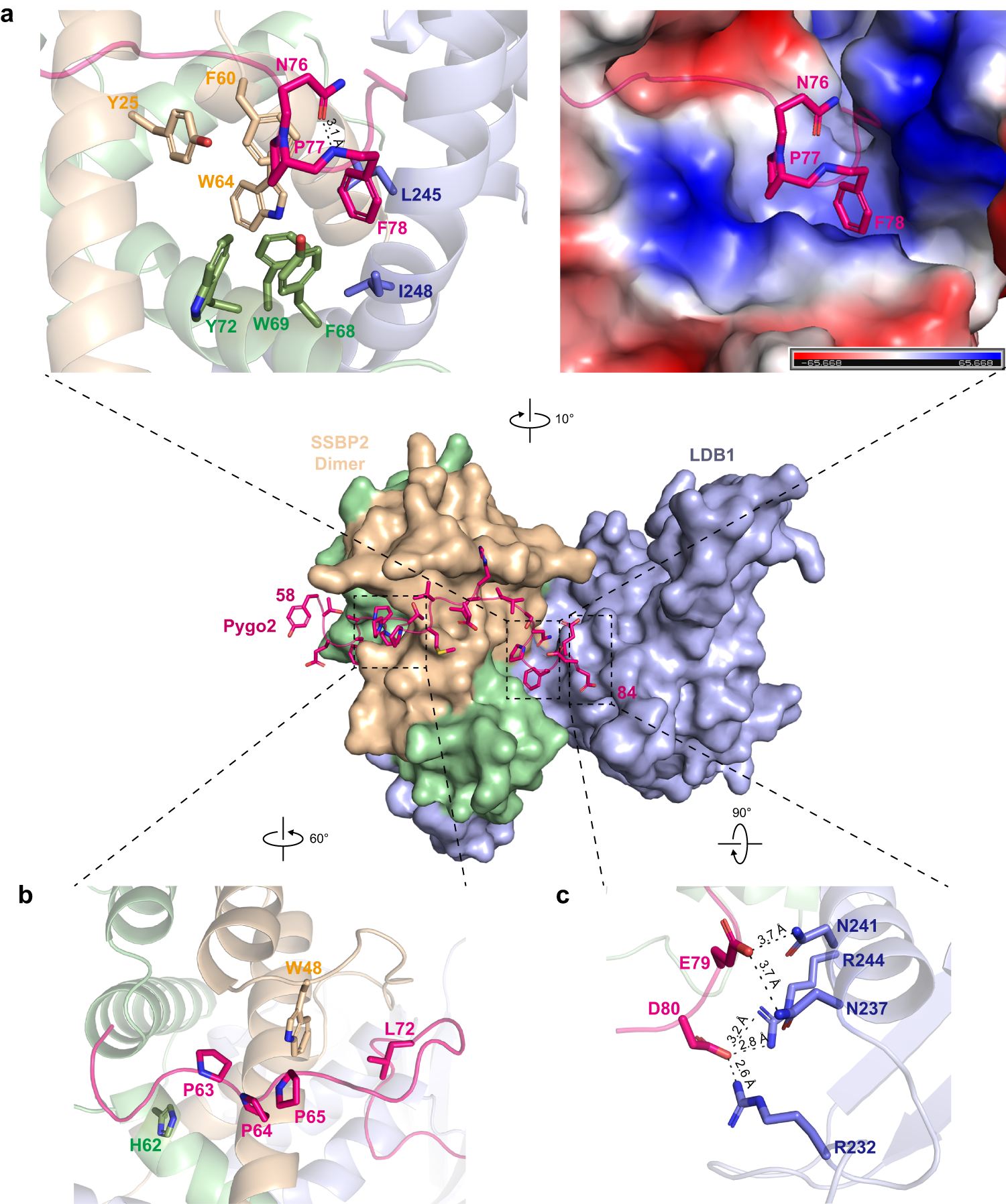 Fig. 4: Specific interactions between Pygo2 and ChiLS.