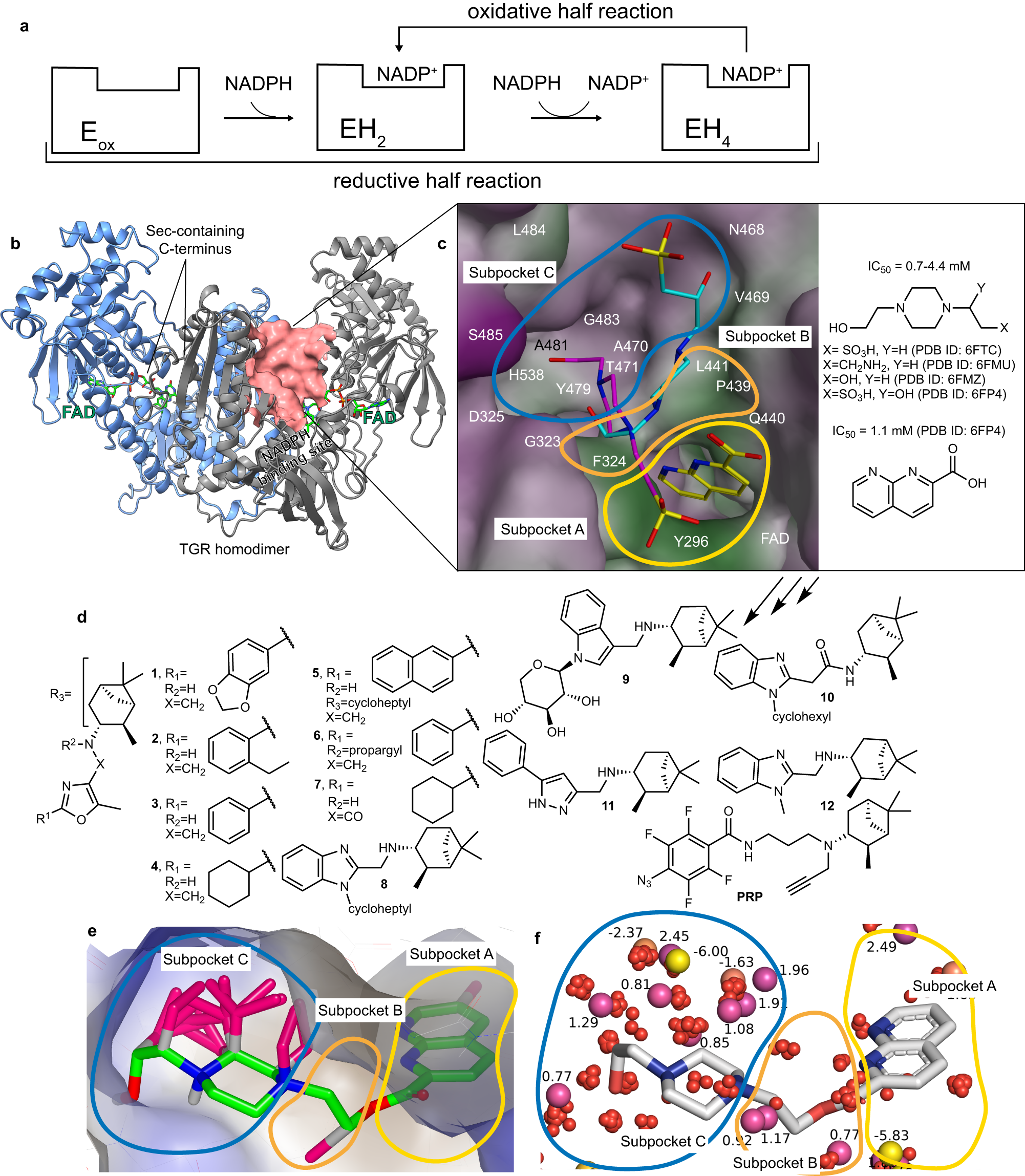 Fig. 1: From small molecules fragments bound to the doorstop pocket to the inhibitors designed in this study.
