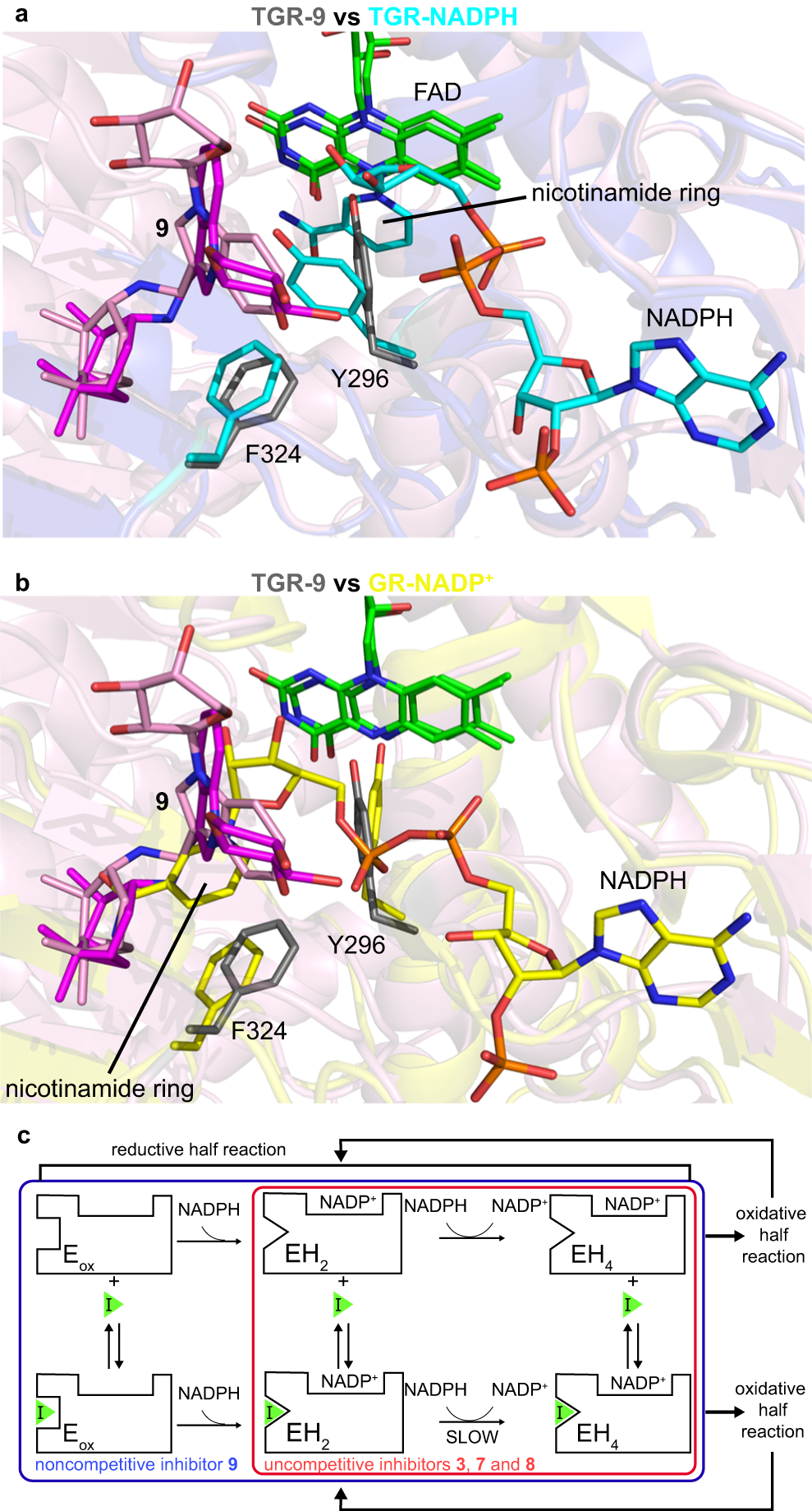 Fig. 5: Proposed mechanism of inhibition for the compounds described in this study.