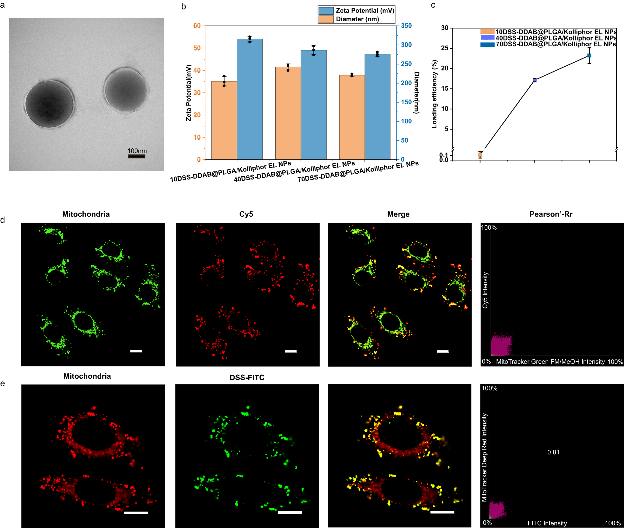 Fig. 2: Characterization of the nanoparticles (NPs) and experimental evidence for their co-localization with the mitochondria.