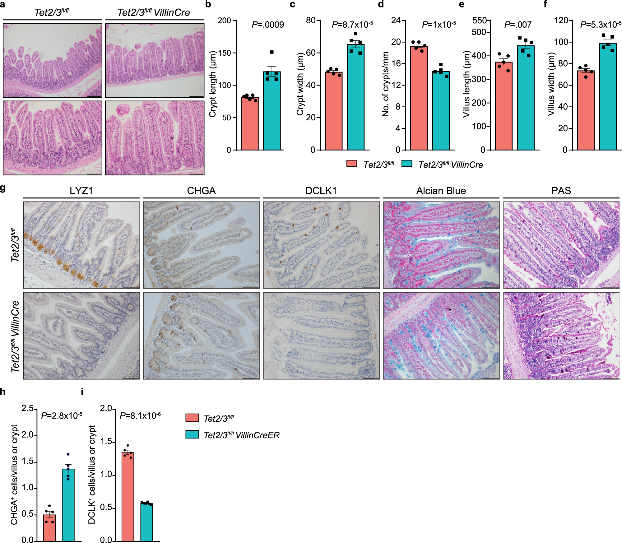 Fig. 1: TET2/3 play a role in SI homeostasis.