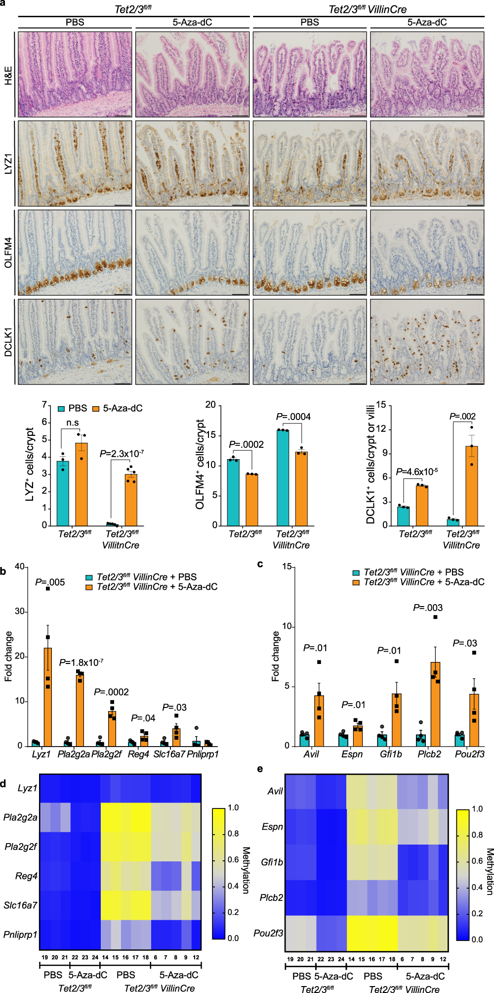 Fig. 7: 5-Aza-dC treatment partially rescues the loss of Paneth and Tuft cells.