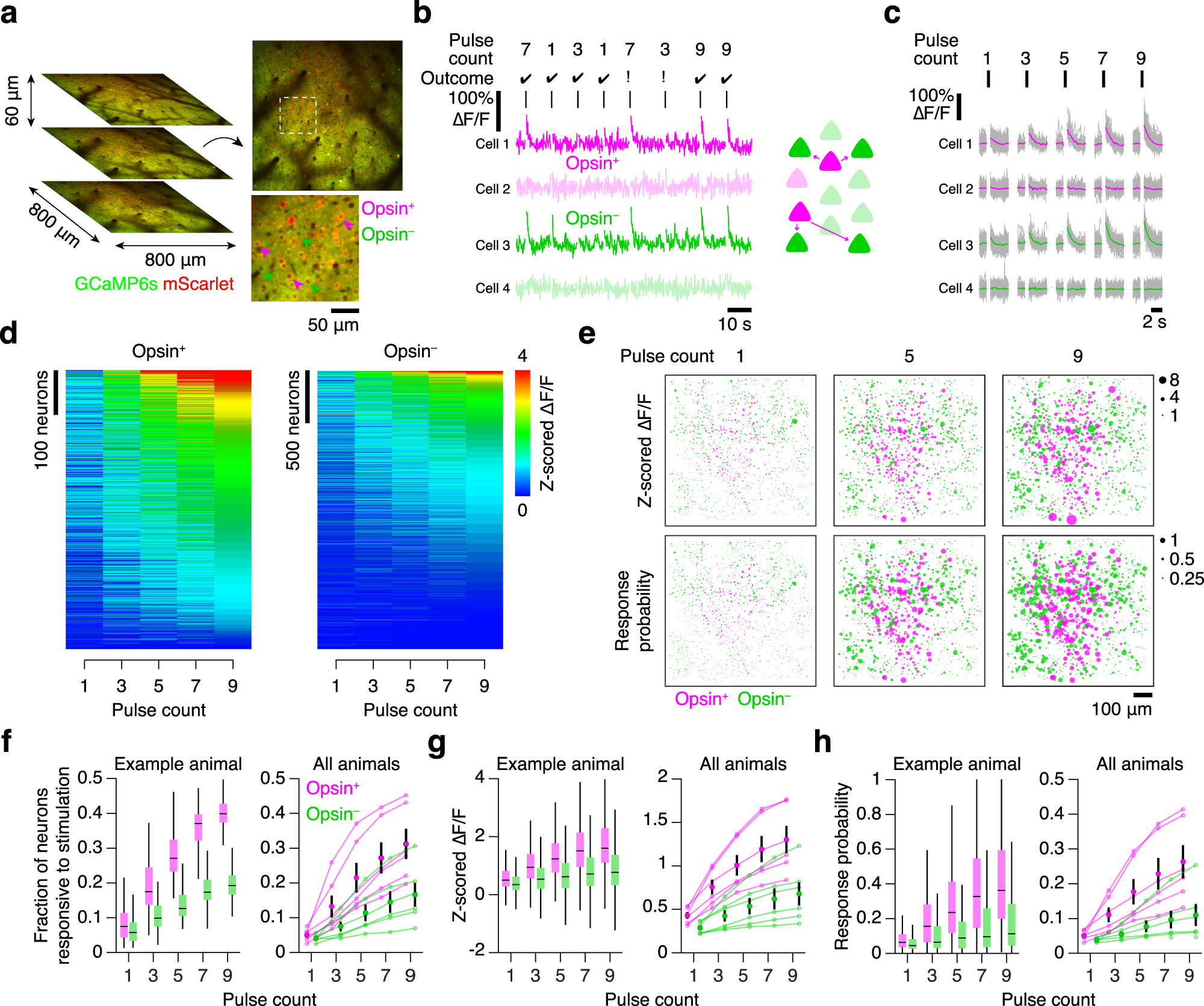 Fig. 2: Photostimulation response increases with pulse count.