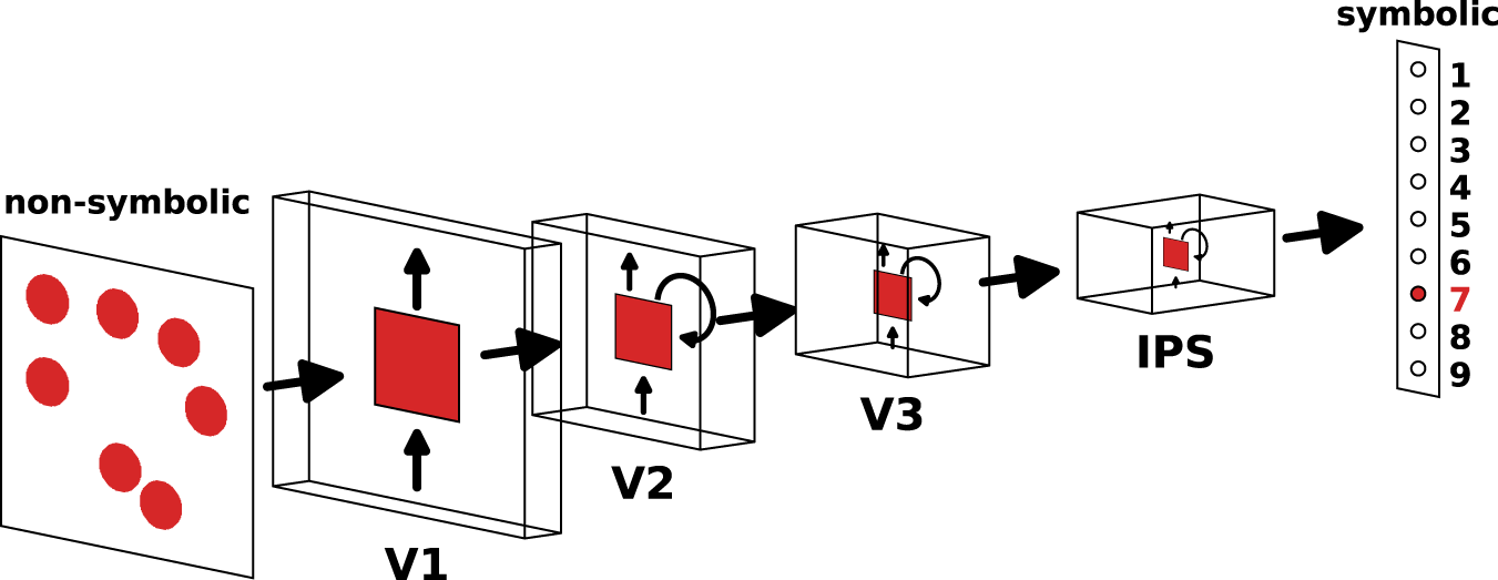 Learning-induced reorganization of number neurons and emergence of 