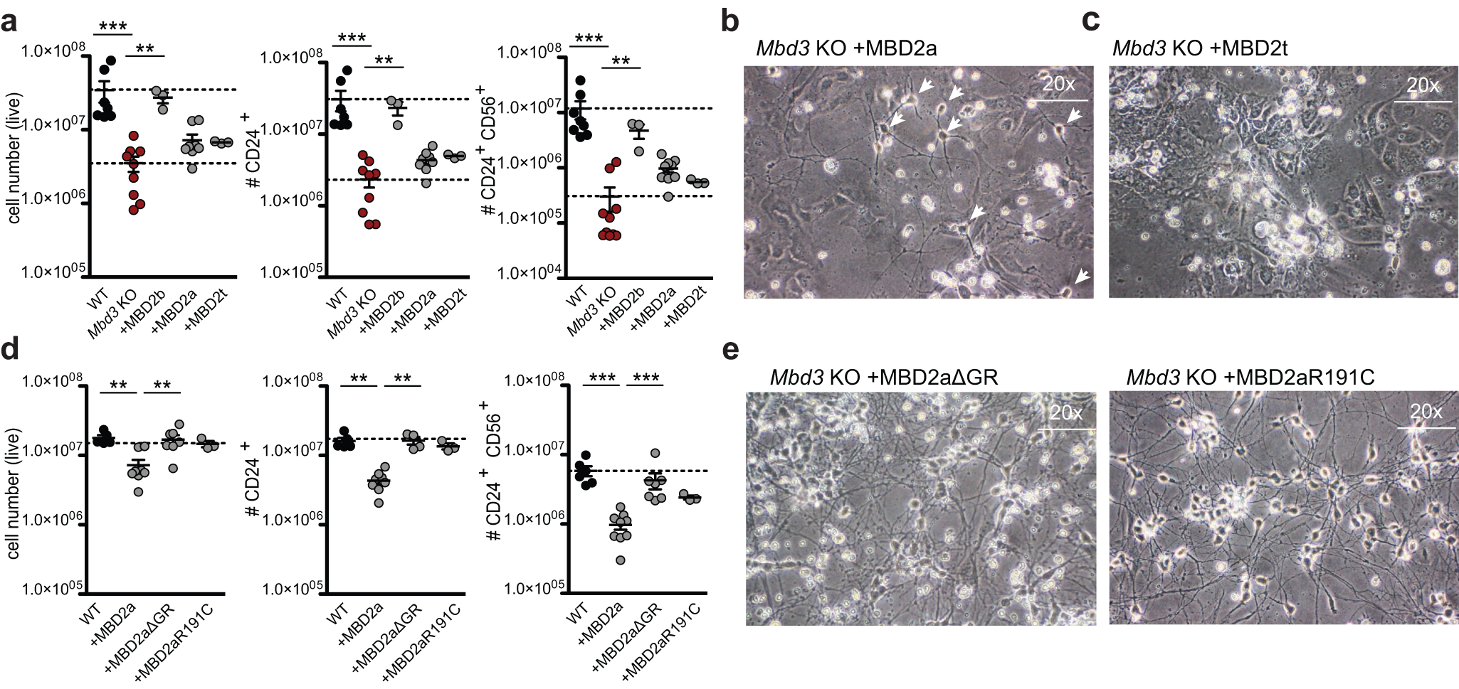 Fig. 3: Full-length MBD2a partially rescues the differentiation block in Mbd3 KO ESCs.