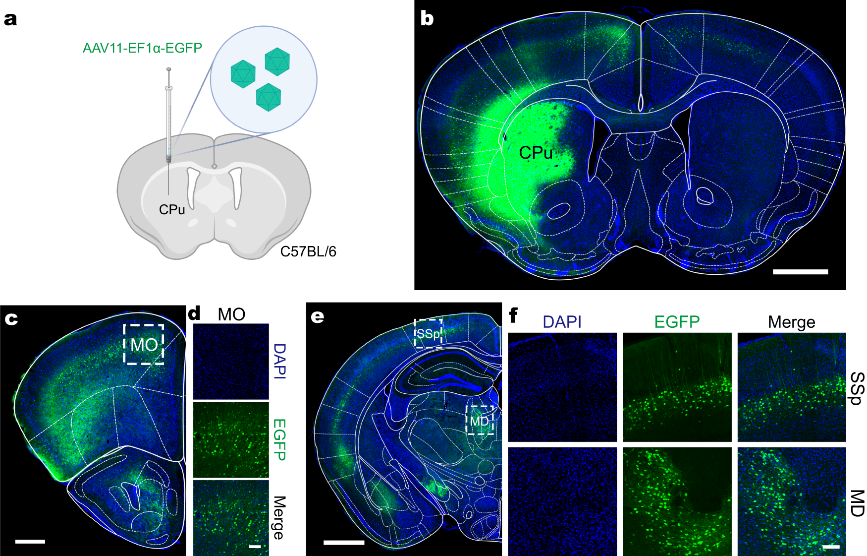 Fig. 1: AAV11 for efficient retrograde access to projection neurons.