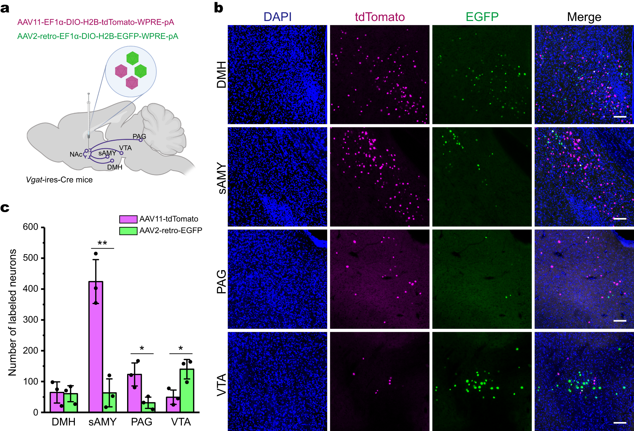 Fig. 4: Comparison of AAV11 and AAV2-retro in retrograde targeting of genetically defined neuronal populations.