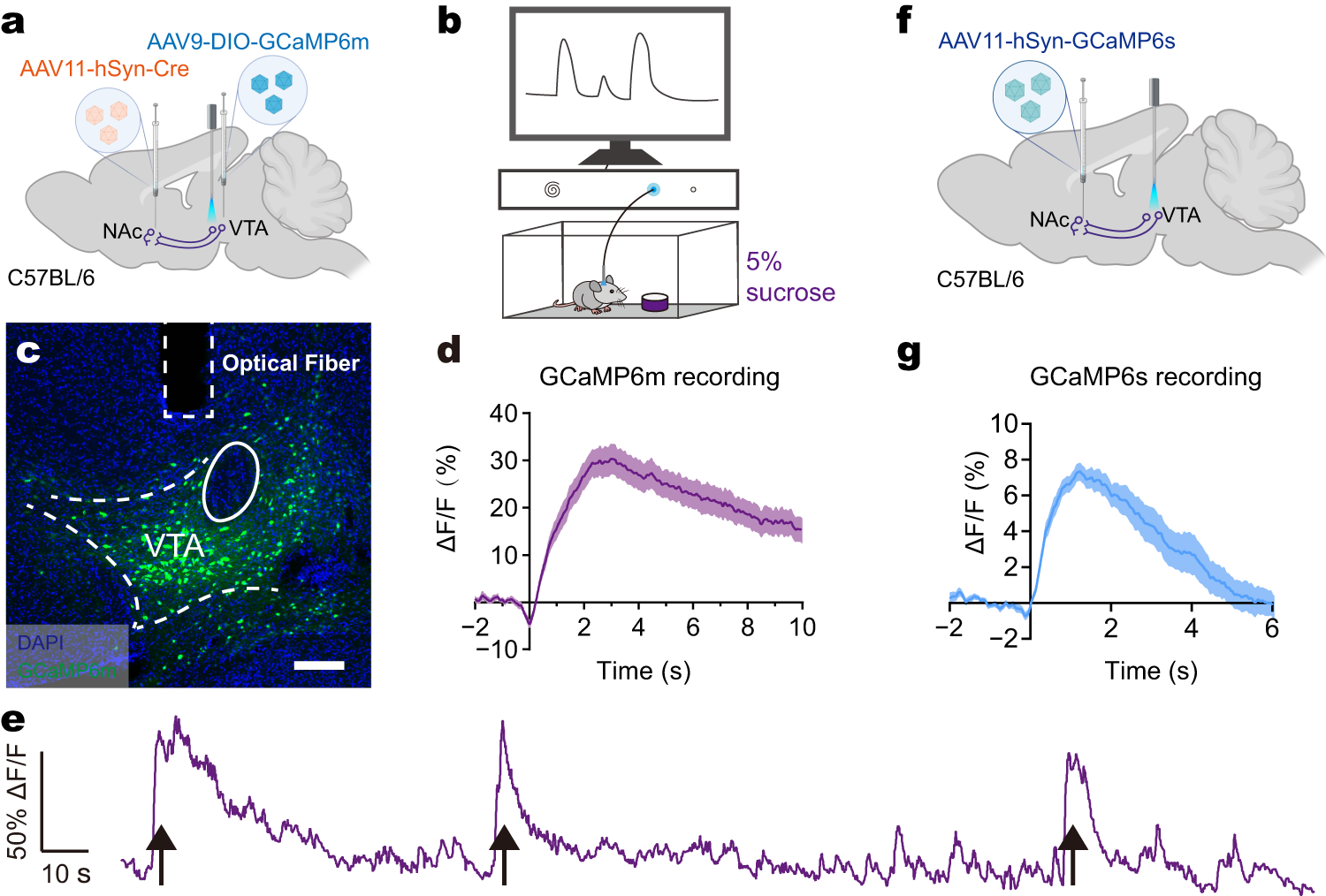 Fig. 5: AAV11 can be used for analyzing functional networks.