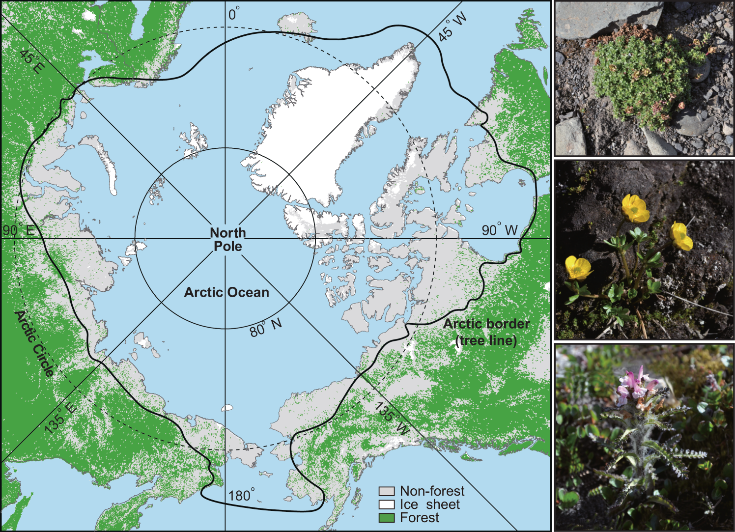 Evolutionary history of the Arctic flora