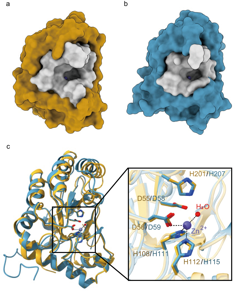 Fig. 1: Overall structures and active sites of VdPDA1 and Pst_13661.