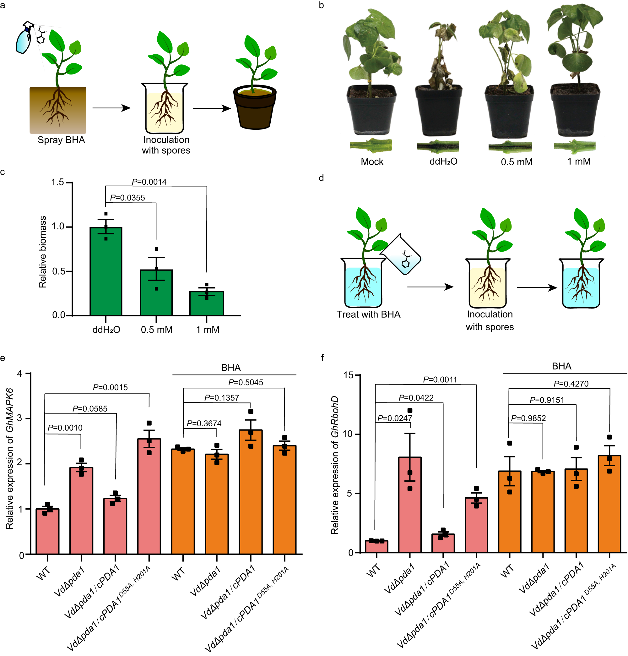 Fig. 3: Anti-V. dahliae activity of BHA relies on its inhibition of VdPDA1.