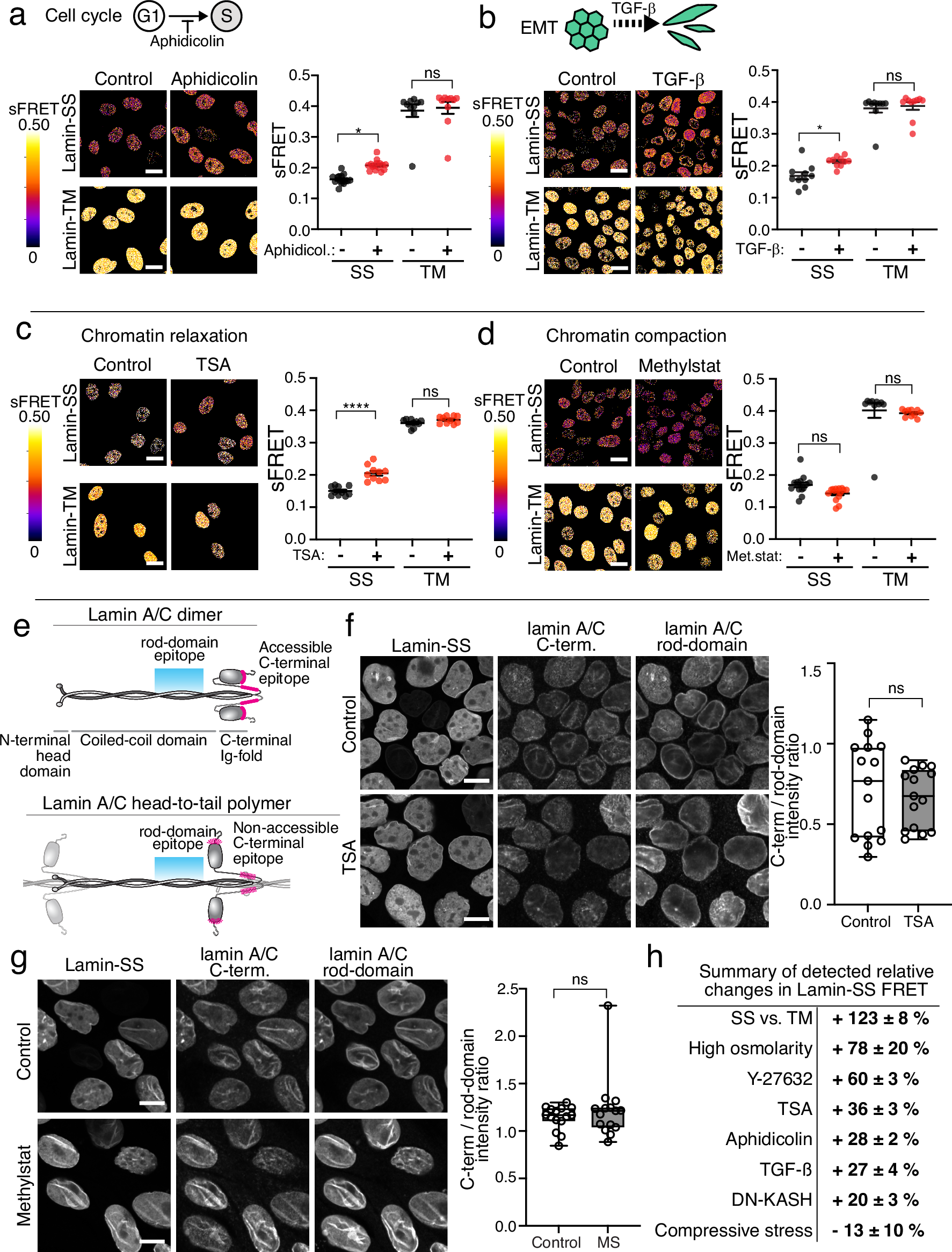 Fig. 4: The effect of cell cycle, EMT and chromatin organization on lamin A/C strain.