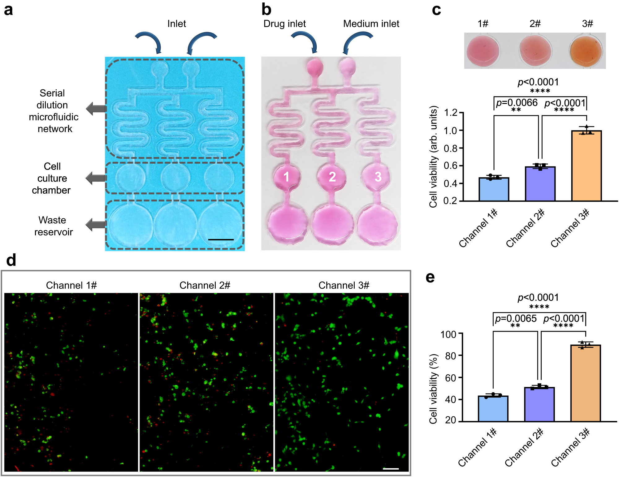 Fig. 7: Drug screening within self-supporting chips (SSCs).