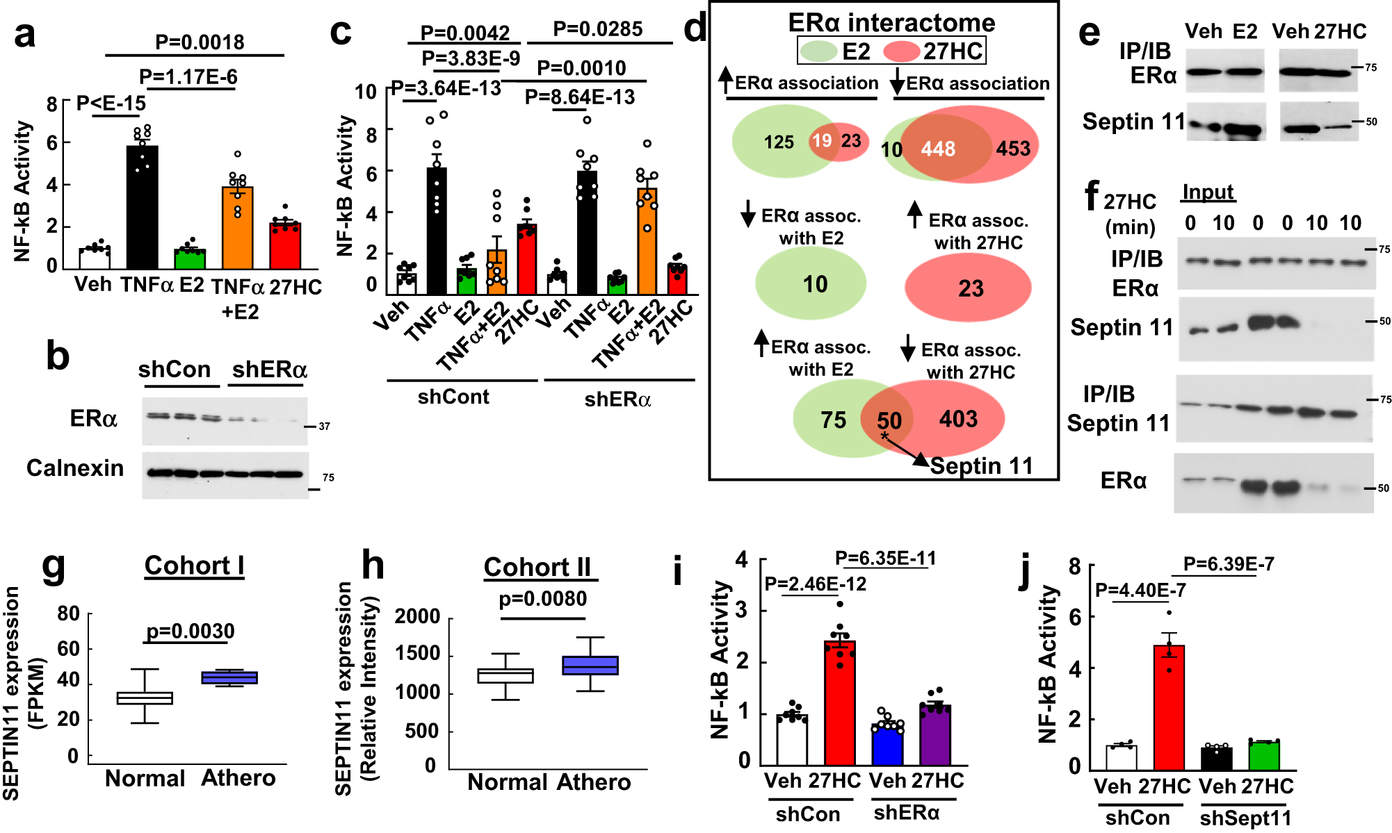 Fig. 3: Septin 11 mediates 27HC activation of endothelial inflammation via ERα.