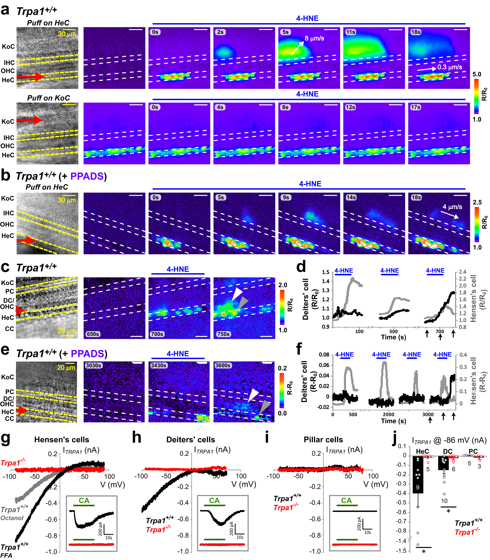 Fig. 5: Propagation of TRPA1-initiated Ca2+ responses across the organ of Corti.