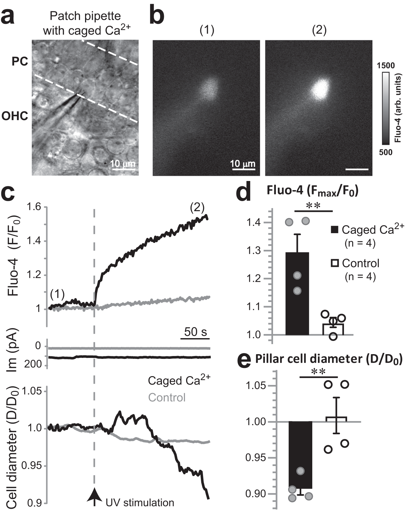 Fig. 7: Pillar cells possess Ca2+-dependent contractile machinery.