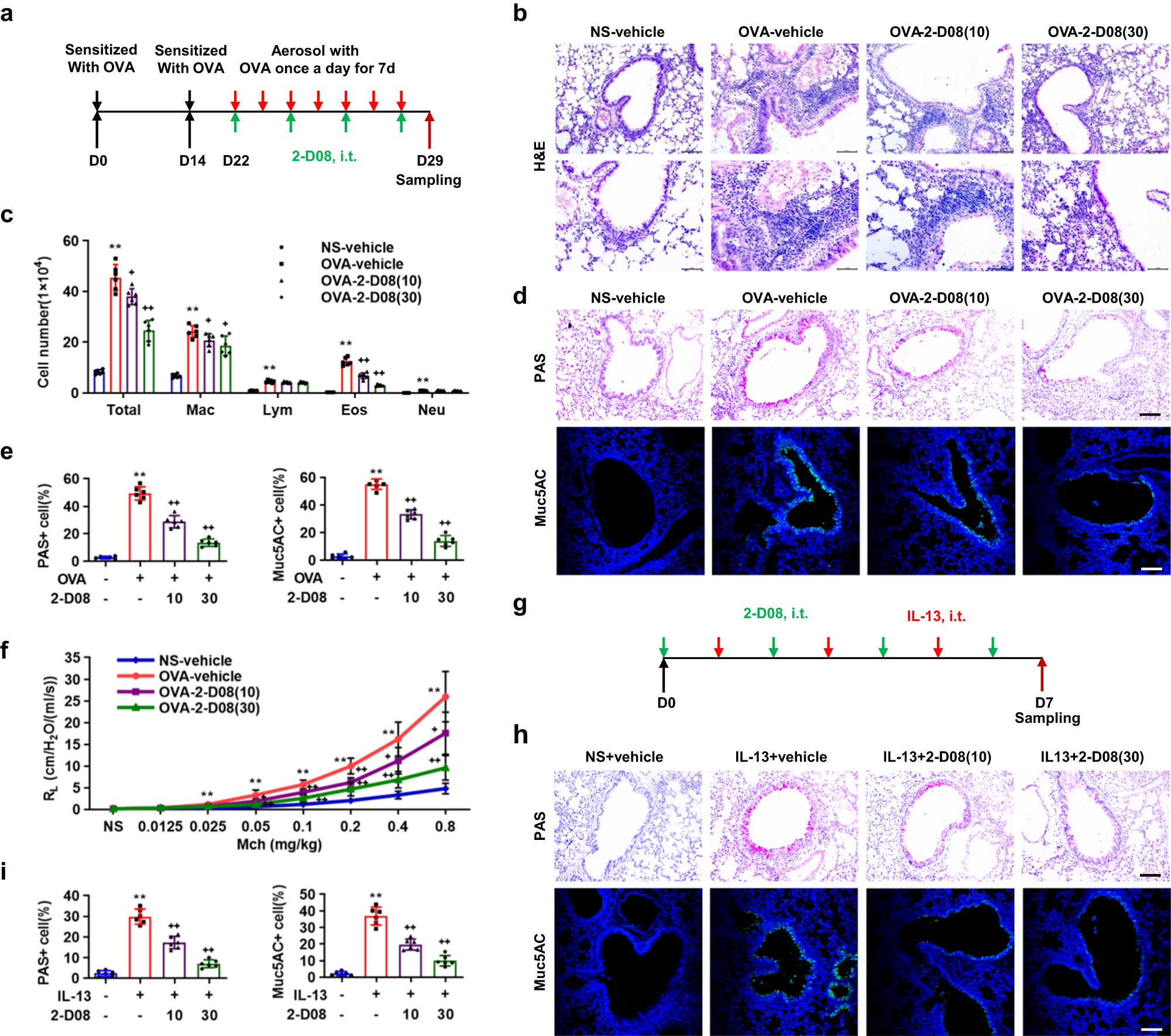 Fig. 2: Suppression of SUMOylation attenuates OVA- or IL-13-induced goblet cell metaplasia.