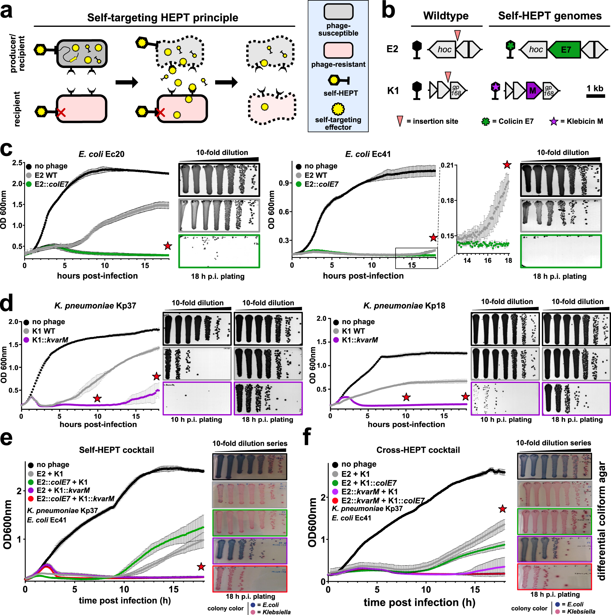 Fig. 3: Self-targeting HEPTs enhance killing of uropathogenic E. coli and K. pneumoniae isolates through release of colicin-like bacteriocins.