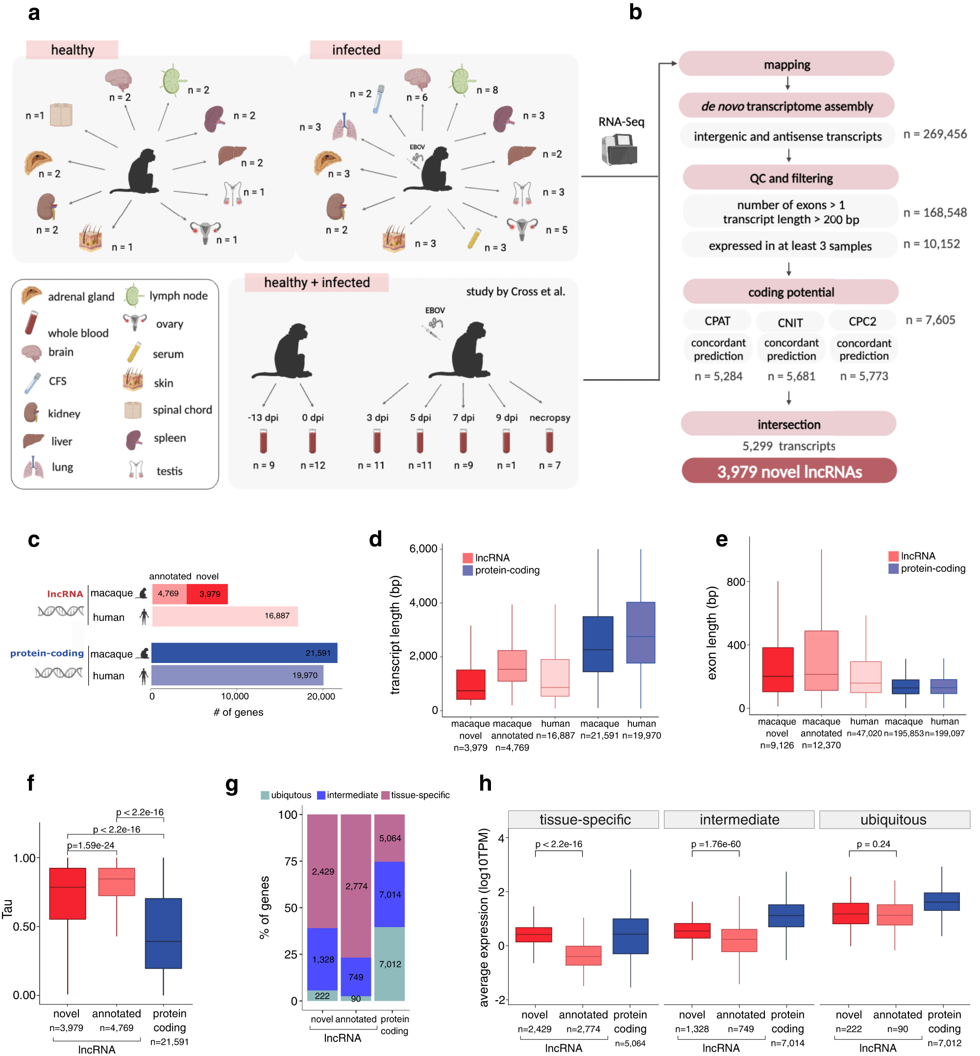 Single-cell profiling of lncRNA expression during Ebola virus infection in  rhesus macaques | Nature Communications