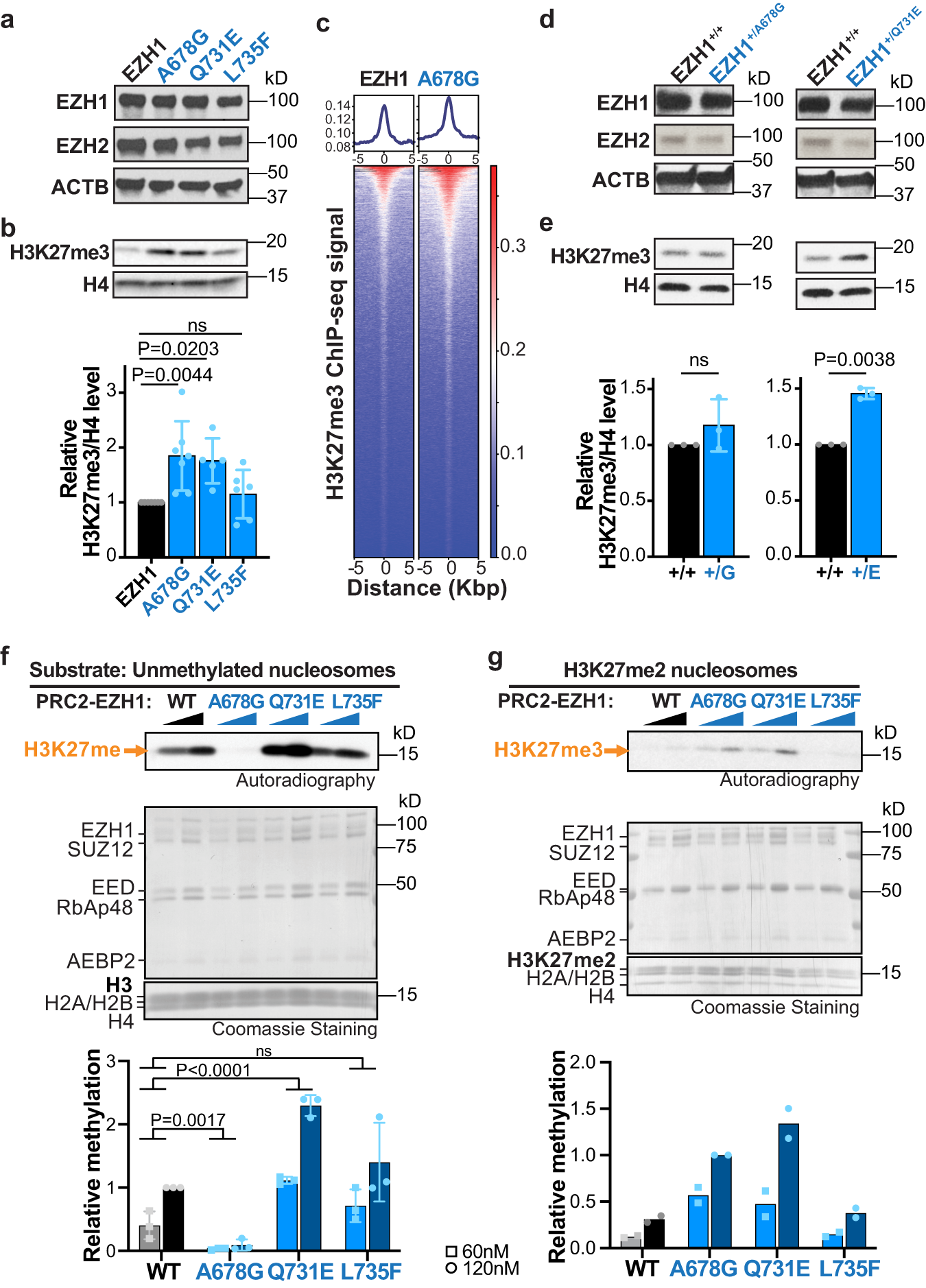 Fig. 3: Heterozygous missense variants cause EZH1 gain of function leading to hypermethylation of H3K27.