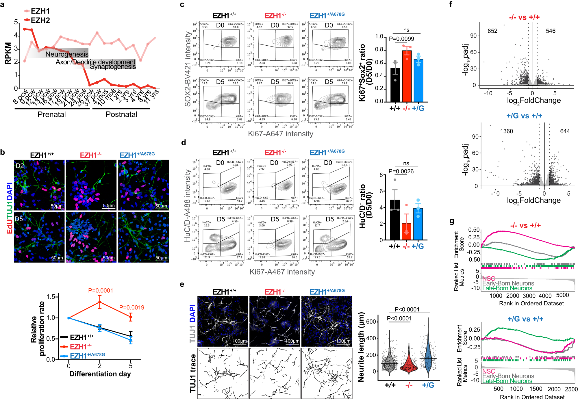 Fig. 5: EZH1 LOF and GOF variants alter hPSC-derived cortical neuron differentiation.