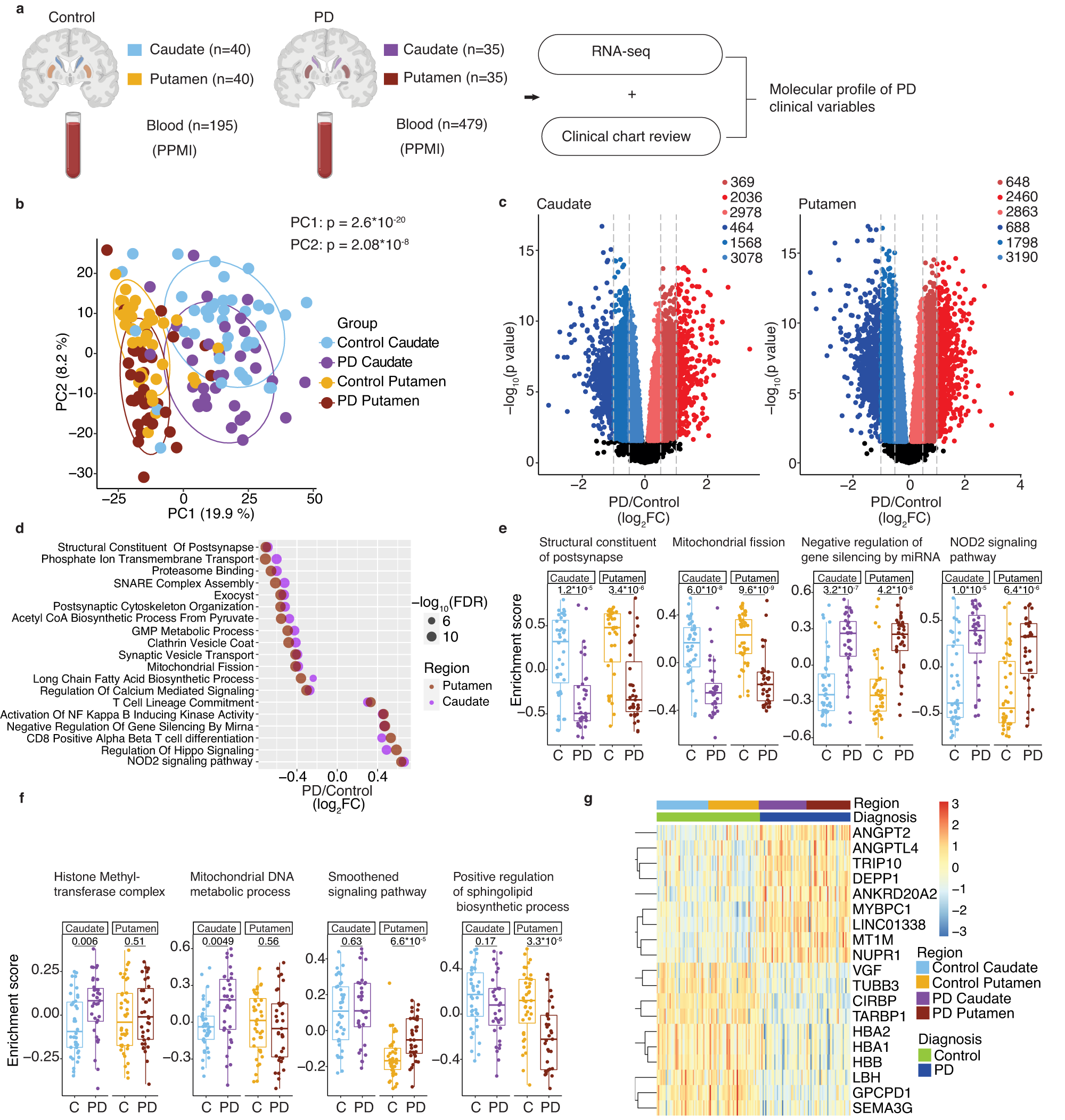 Fig. 1: Transcriptome patterns in PD caudate and putamen.