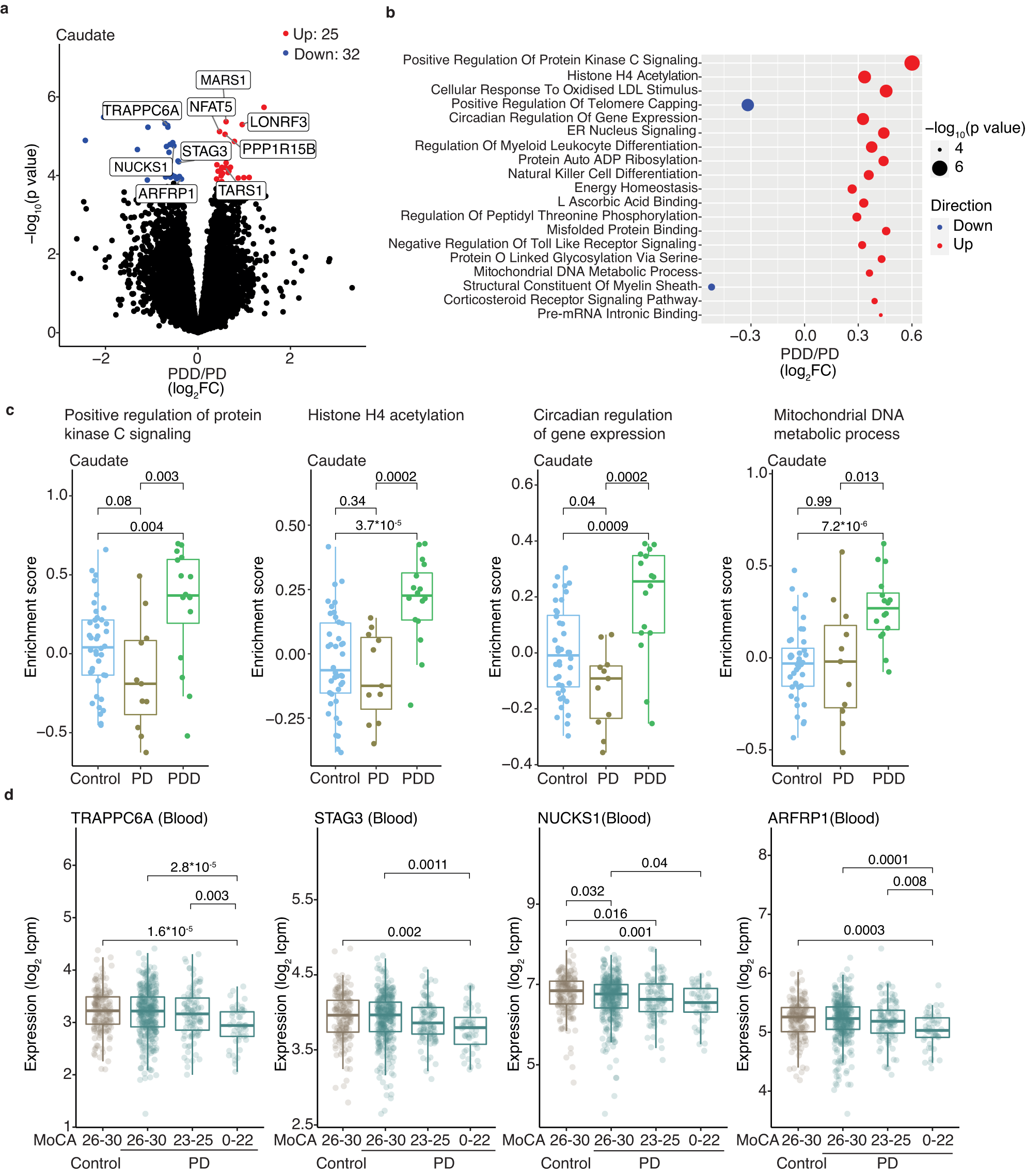 Fig. 3: Caudate is affected in PDD with concordant changes seen in blood.