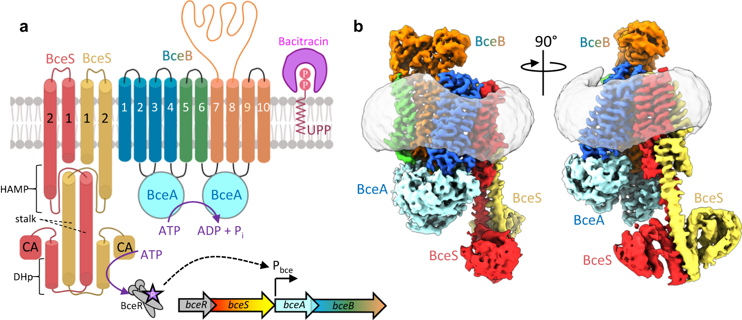 Architecture of a complete Bce-type antimicrobial peptide