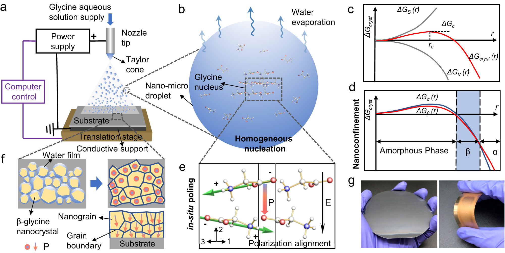 Active self-assembly of piezoelectric biomolecular films via synergistic  nanoconfinement and in-situ poling | Nature Communications