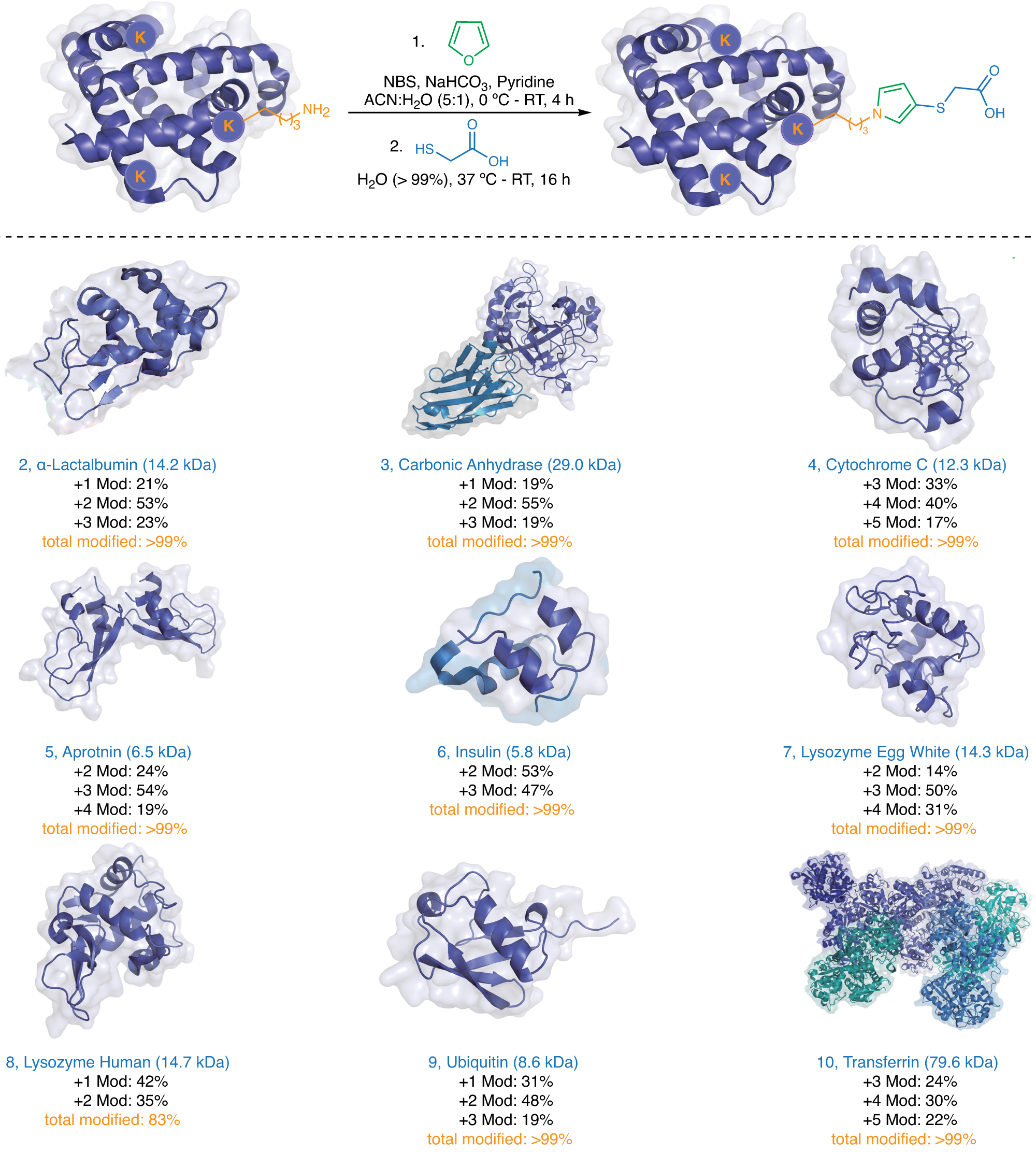 Fig. 7: Application of furan-thiol-amine (FuTine) multicomponent reaction (MCR) for chemoselective modification of diverse proteins.