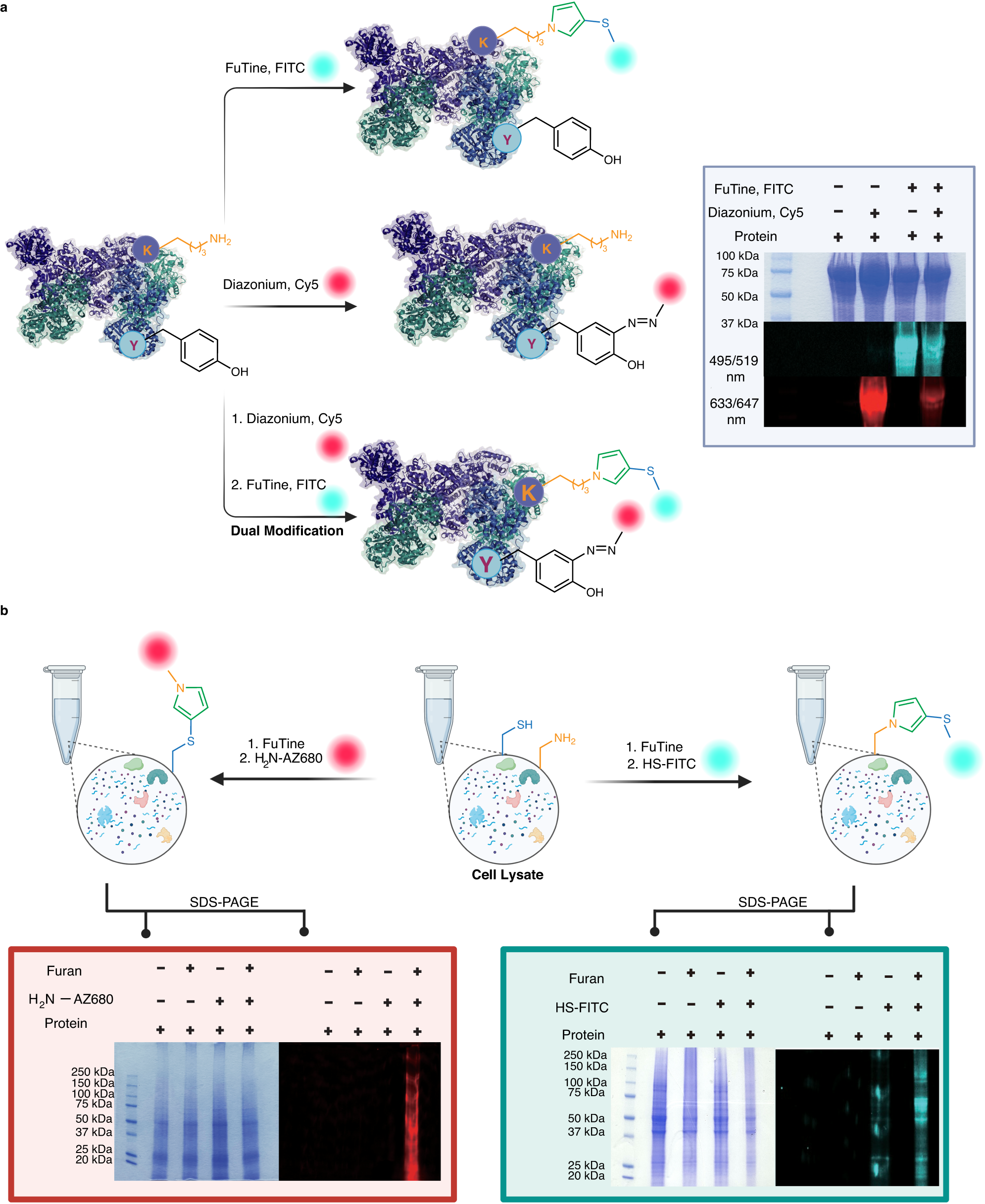 Fig. 9: Application of furan-thiol-amine (FuTine) multicomponent reaction (MCR) in dual labeling of proteins and modification of proteins in cell lysate.