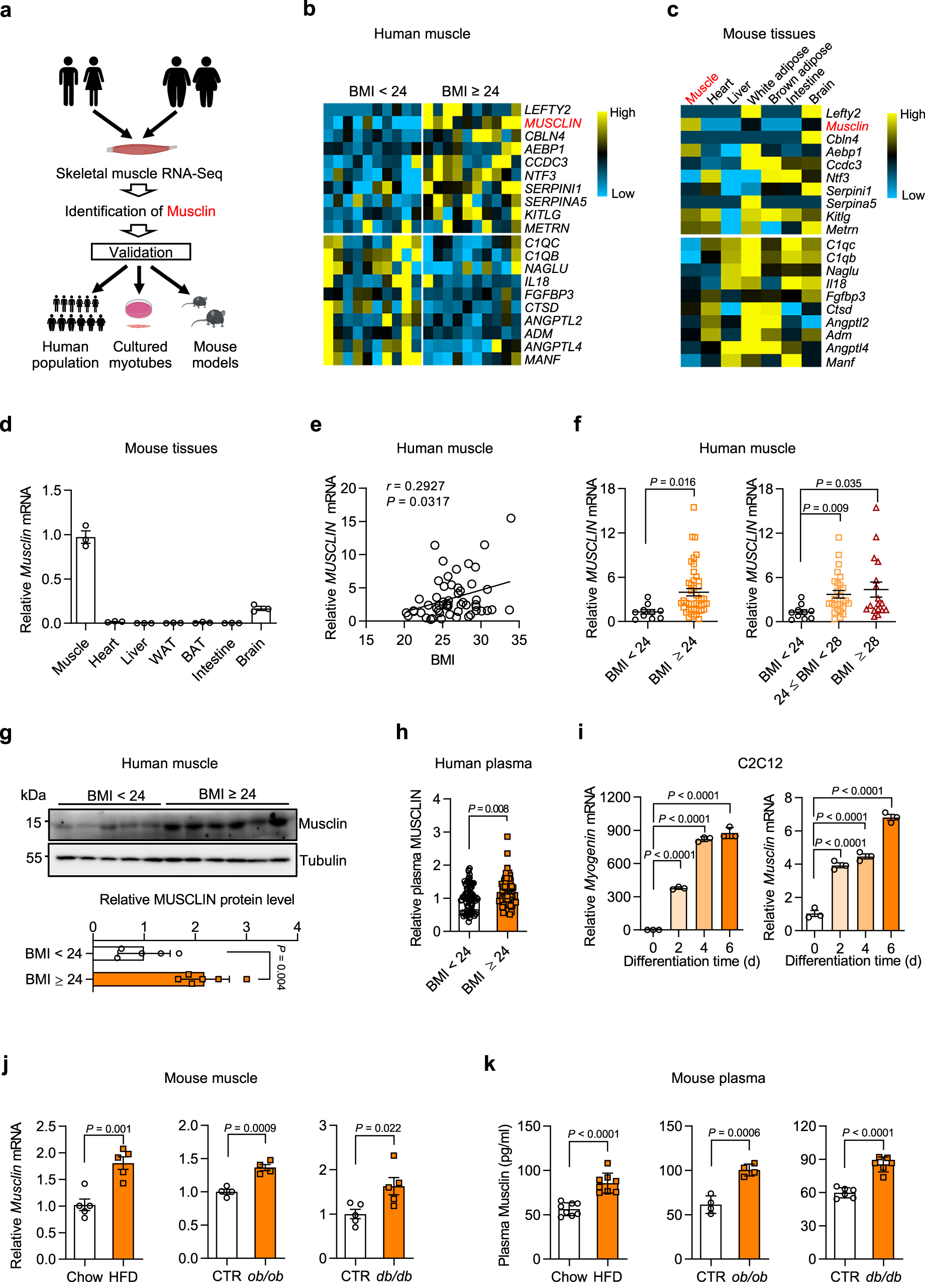 Fig. 1: Identification of muscle secreted protein Musclin as a potential risk factor for metabolic diseases.