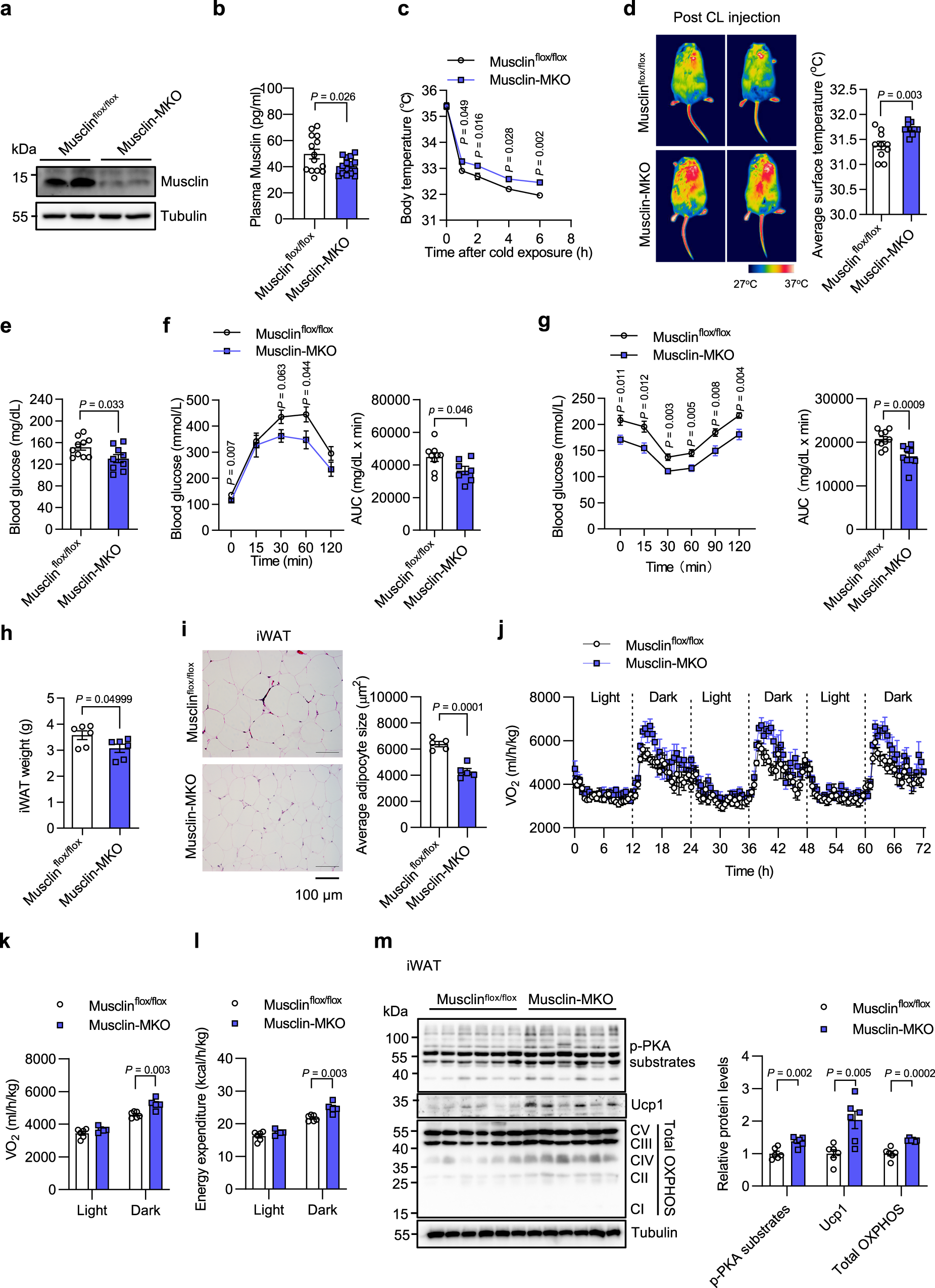 Fig. 7: Musclin-specific Musclin knockout promotes thermogenesis and energy expenditure.