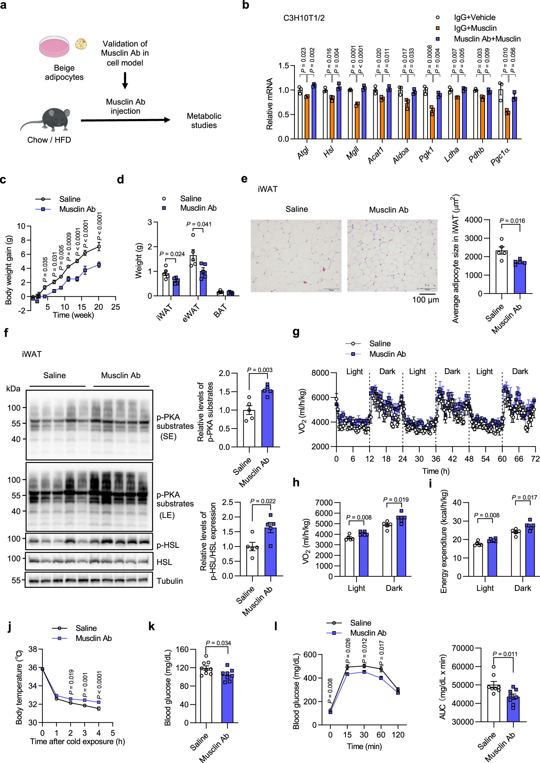 Fig. 8: Neutralizing antibody-mediated Musclin blockade improves energy homeostasis.