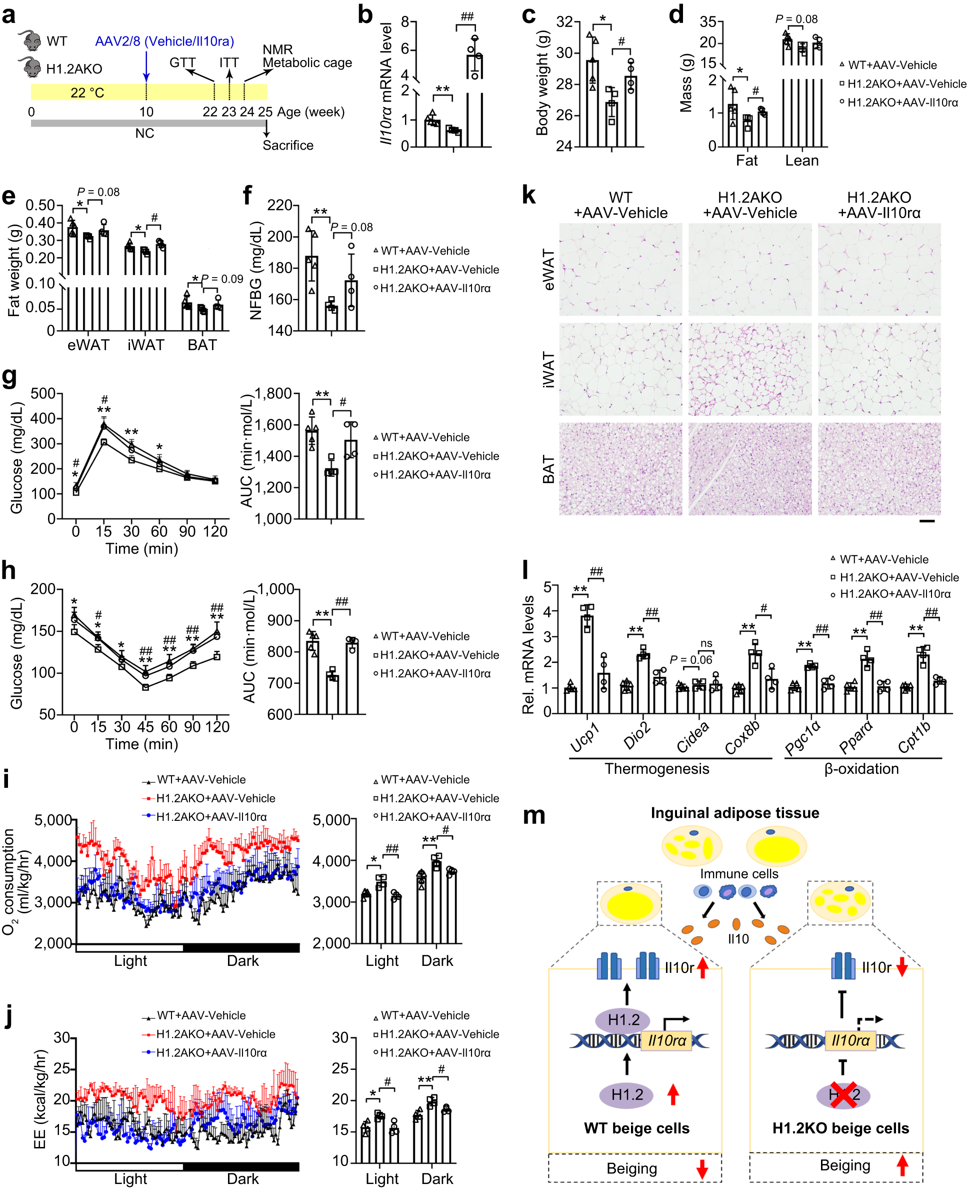 Fig. 10: Overexpression of Il10rα abolishes the metabolic improvement of H1.2AKO mice.
