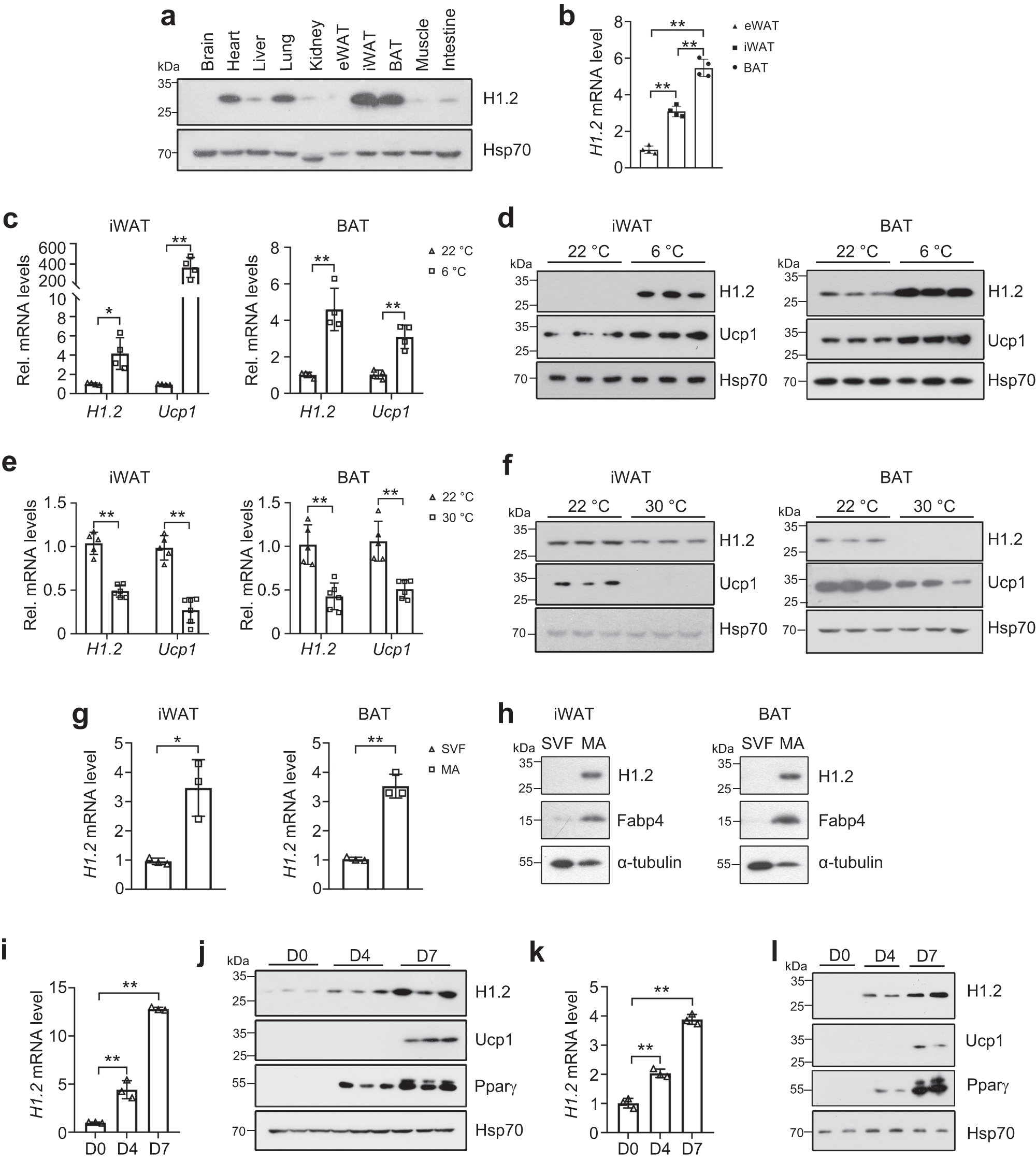 Fig. 1: H1.2 is enriched in beige/brown adipocytes and senses temperature change.