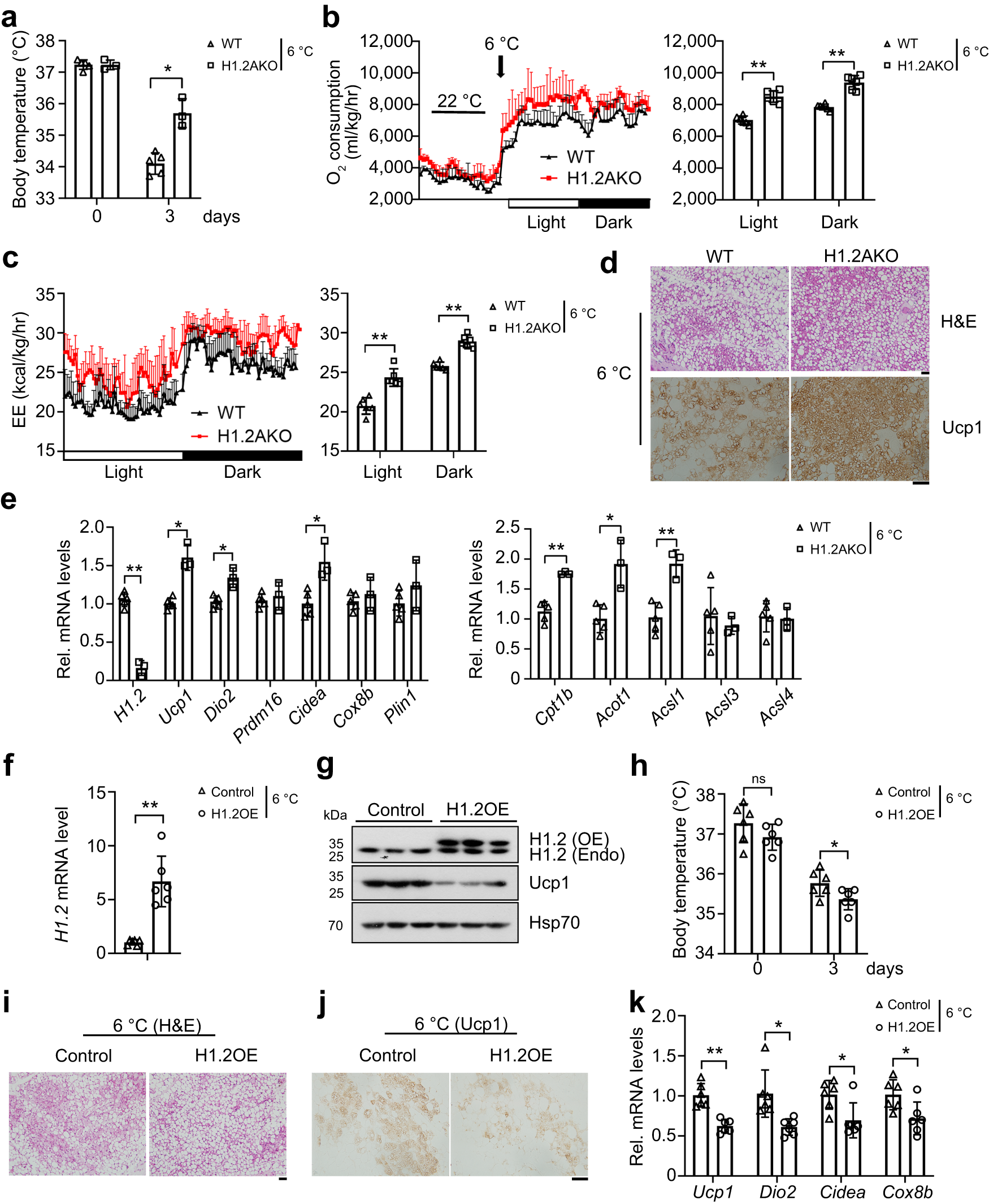 Fig. 3: H1.2 regulates iWAT browning under cold exposure.