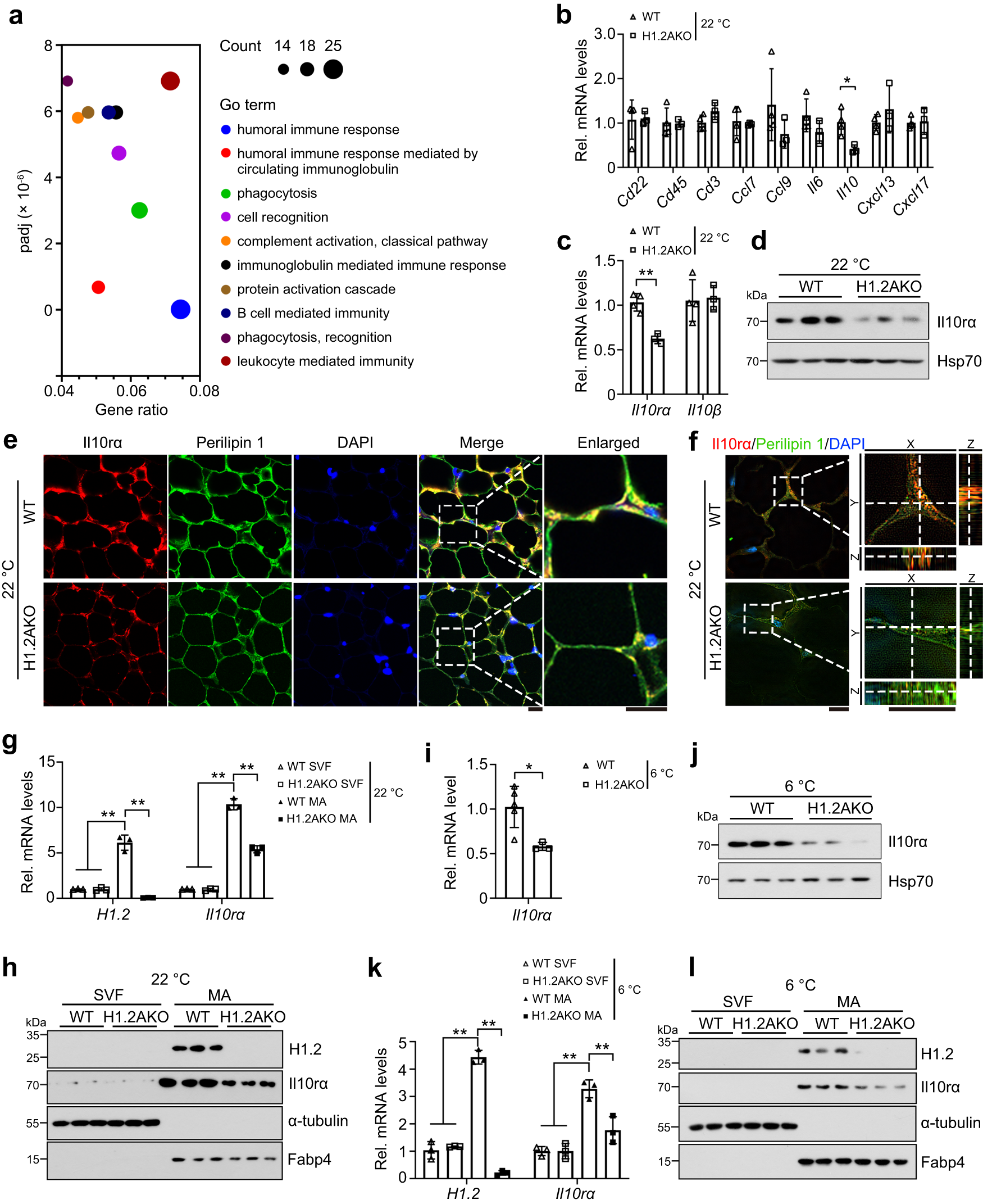 Fig. 4: Il10rα is downregulated in mature adipocytes of H1.2AKO mice.