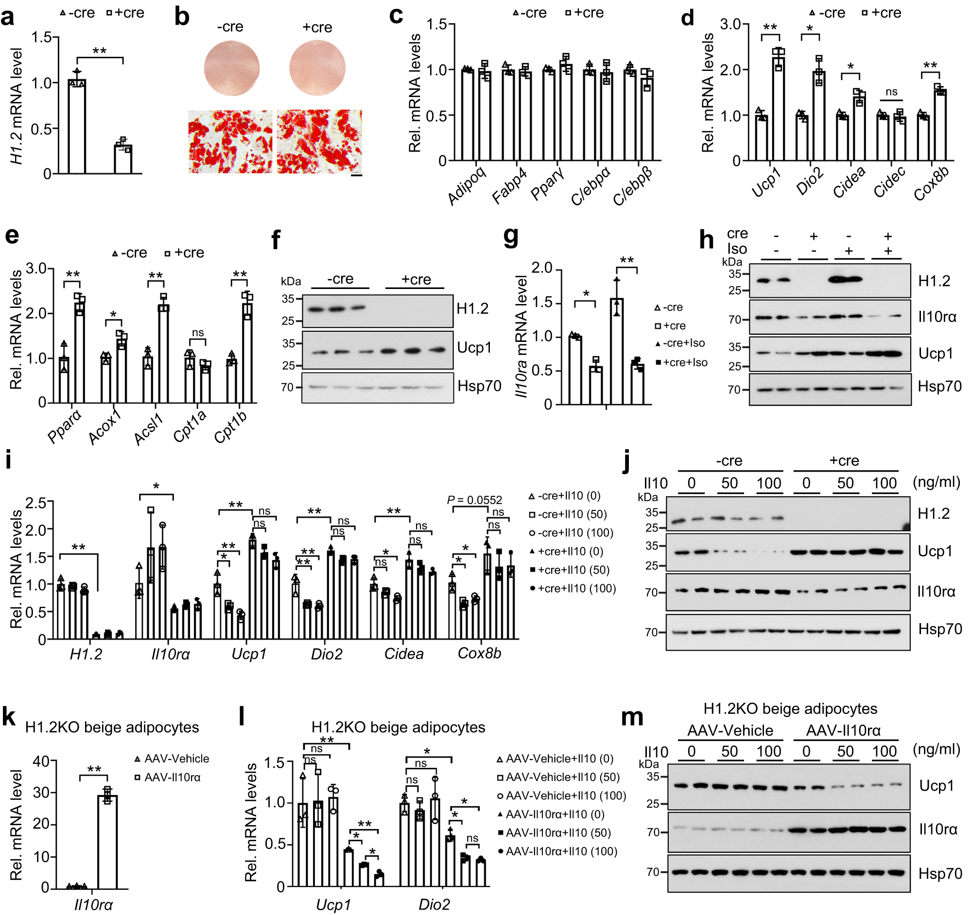 Fig. 5: H1.2 regulates Il10rα and thermogenesis in beige adipocytes in vitro.