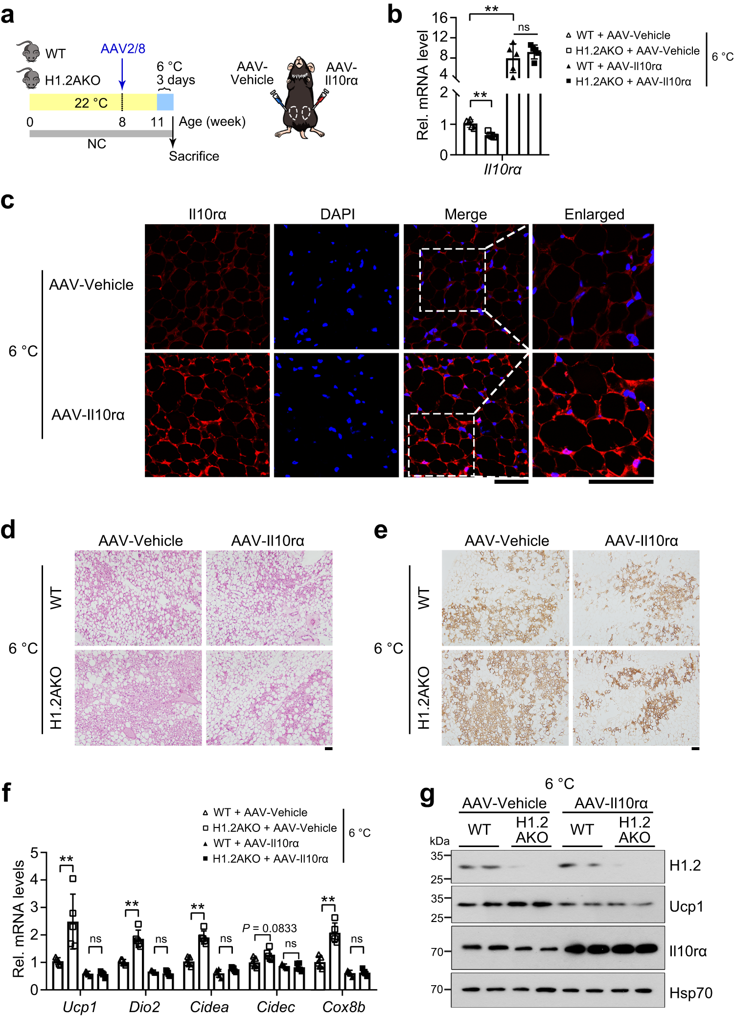 Fig. 6: H1.2 regulates cold-induced iWAT browning through Il10rα.