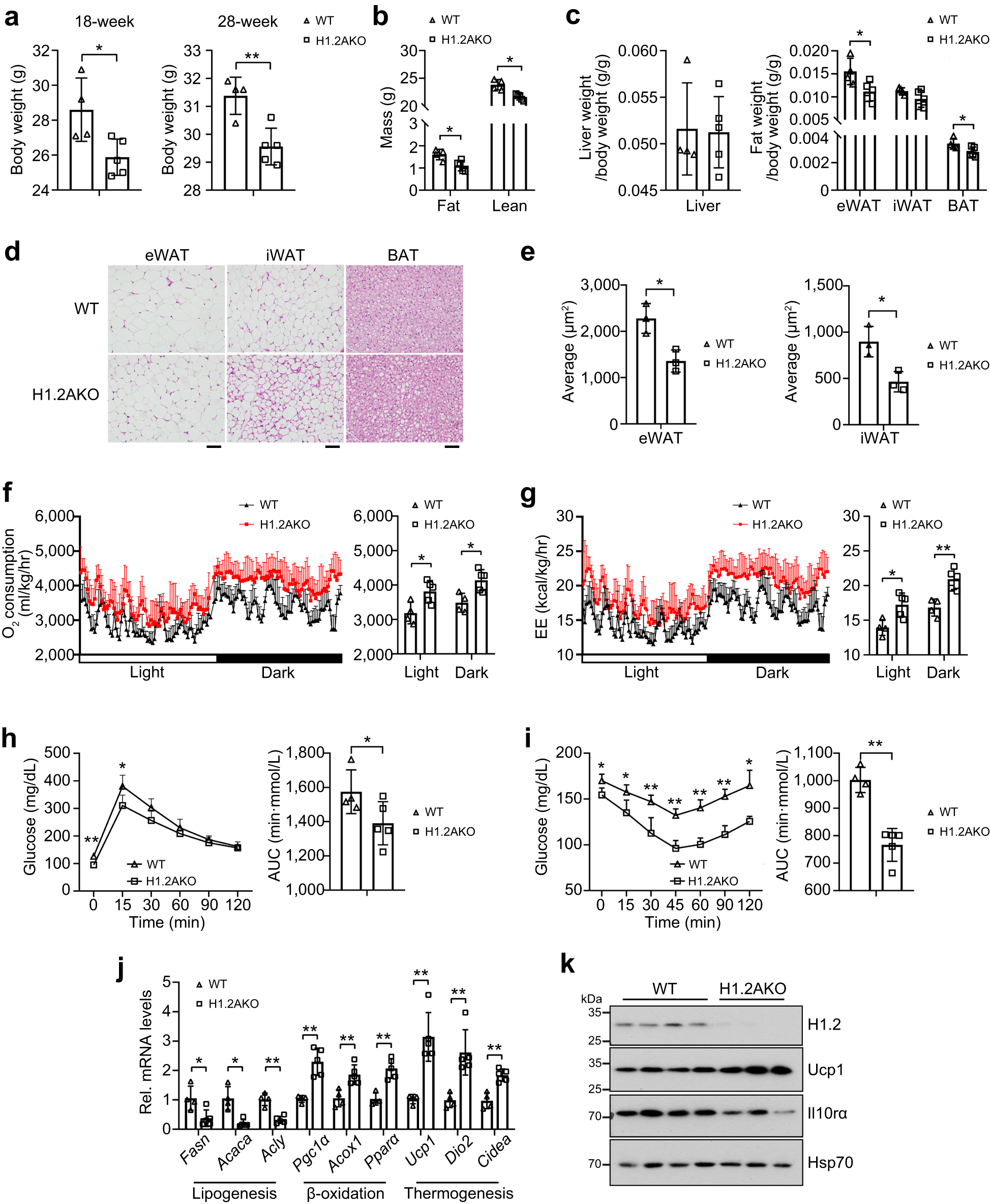 Fig. 7: H1.2AKO mice have a better metabolic status after long-term normal chow-feeding.
